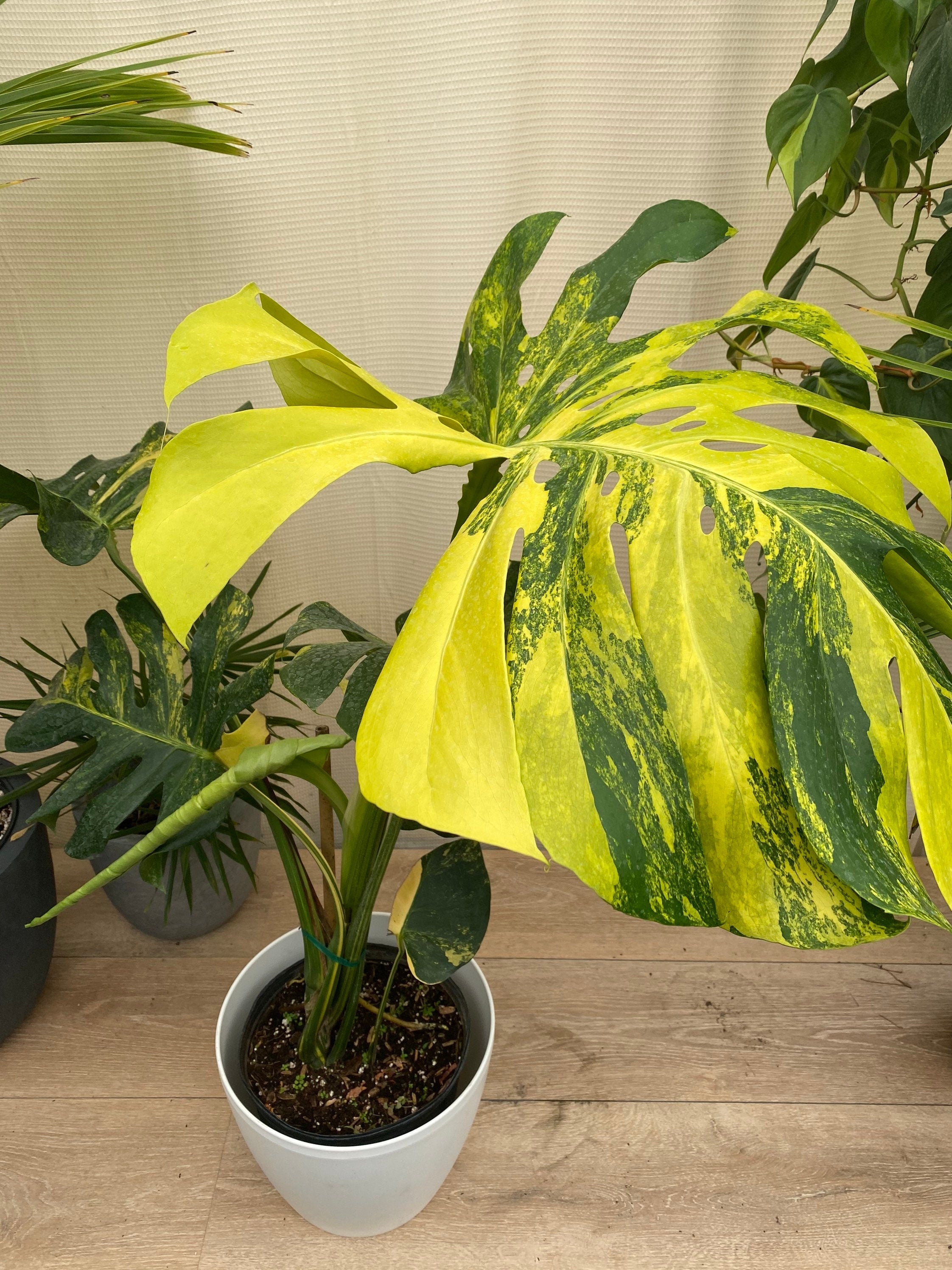 Monstera Deliciosa Aurea Highly Variegated Rare and Exotic in a white pot