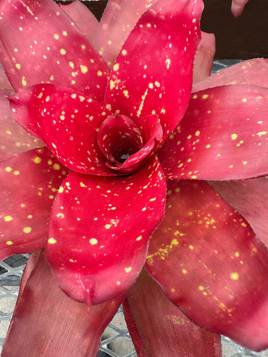 Close up of Bromeliad Neoregelia Treasure Chest.