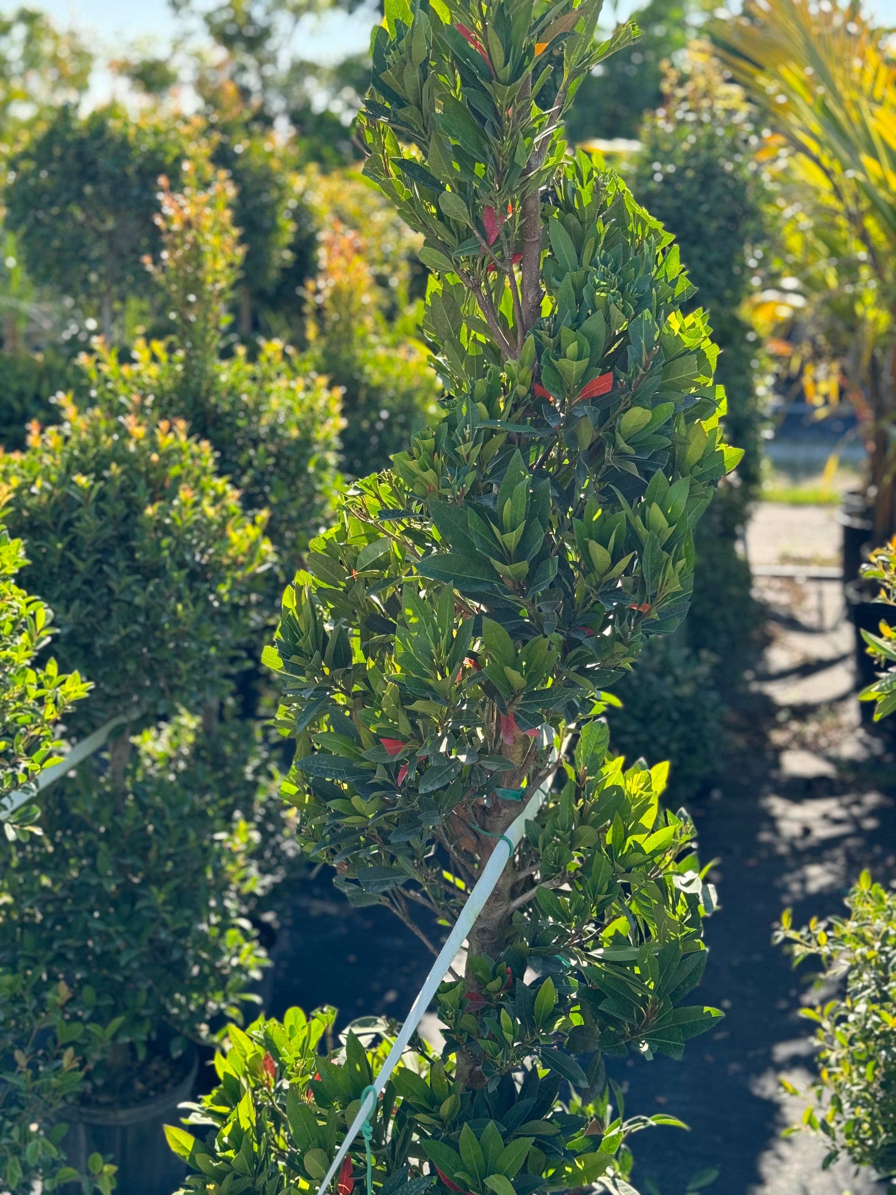 Topiary Spiral Japanese Blueberry Tree