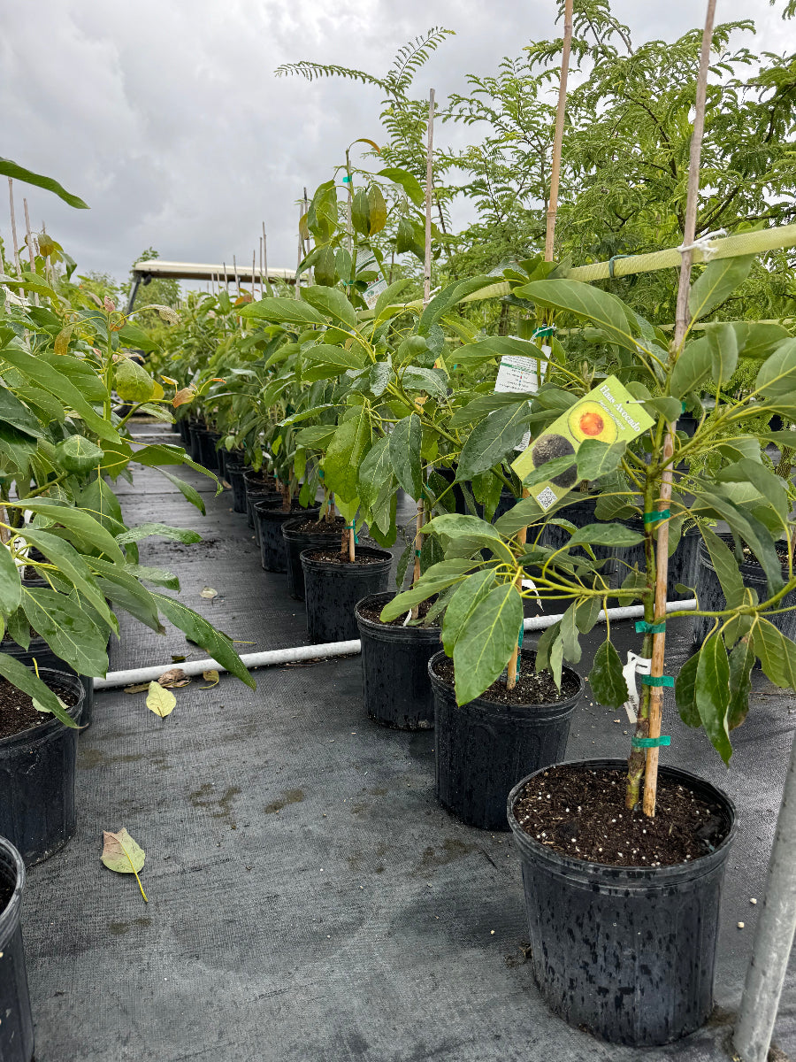 Rows of young potted avocado trees with bright green leaves, supported by stakes and growing in black nursery pots on black landscaping fabric in an outdoor nursery.
