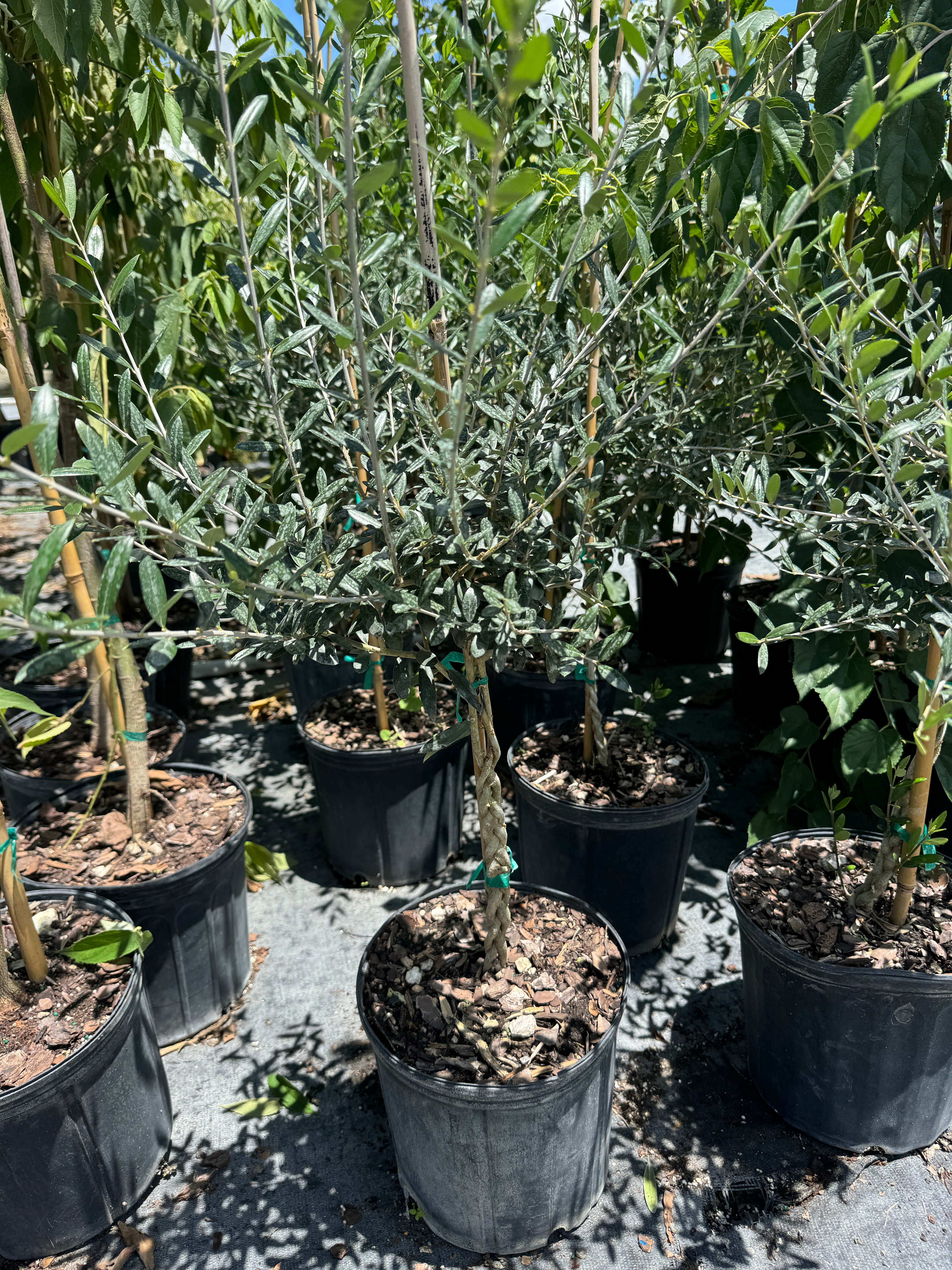 Braided Olive Tree Olea Europaea