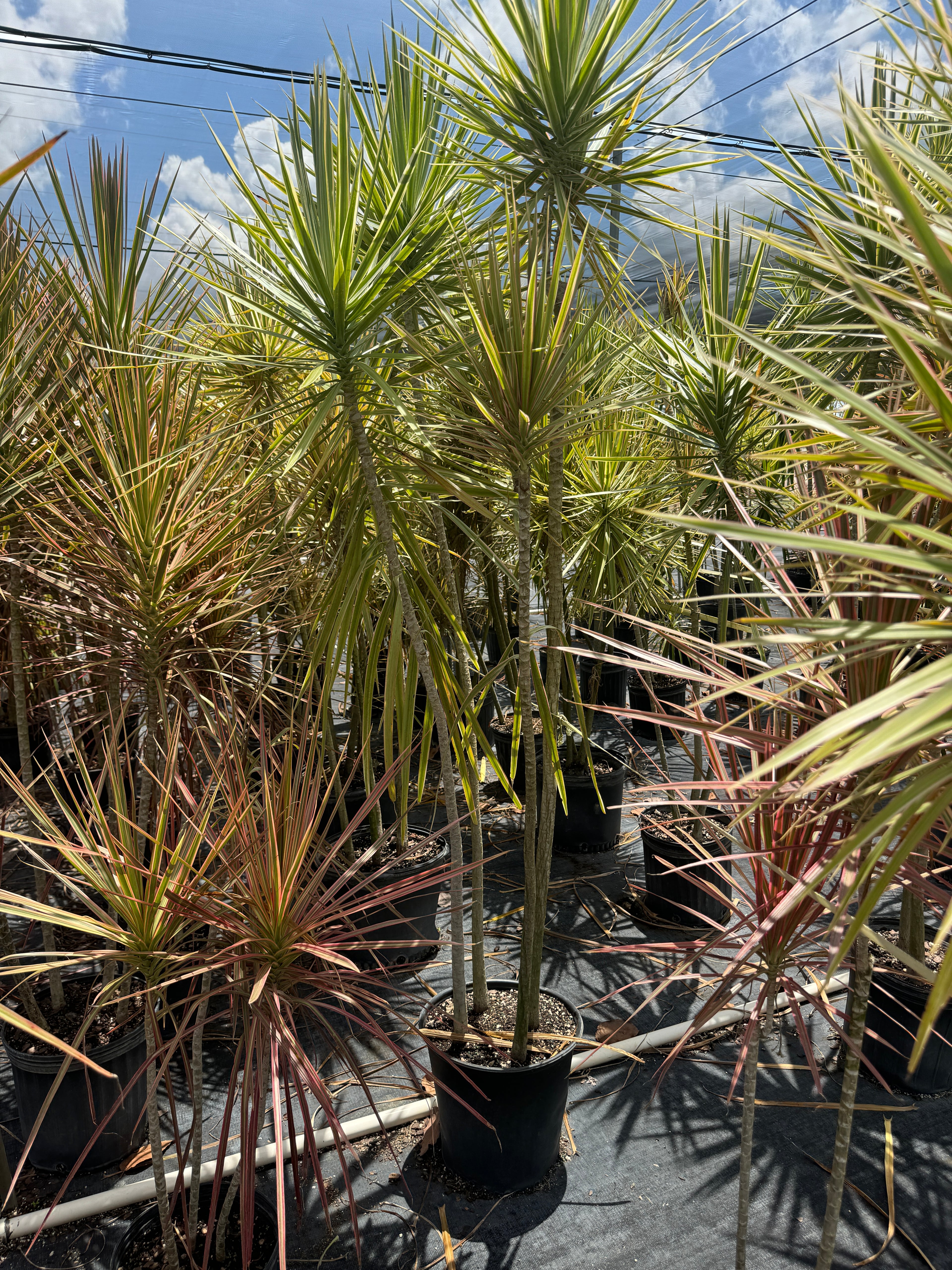 Dracaena Dragon Tree Bicolor, Tree Form