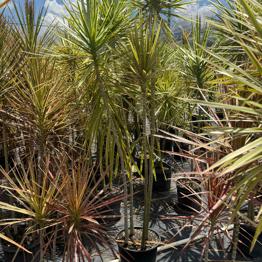 Full Grown Dracaena Dragon Tree Bicolor, Tree Form in a 7-gallon nursery pot for outdoor use to amplify tropical landscape designs or exterior pathways.