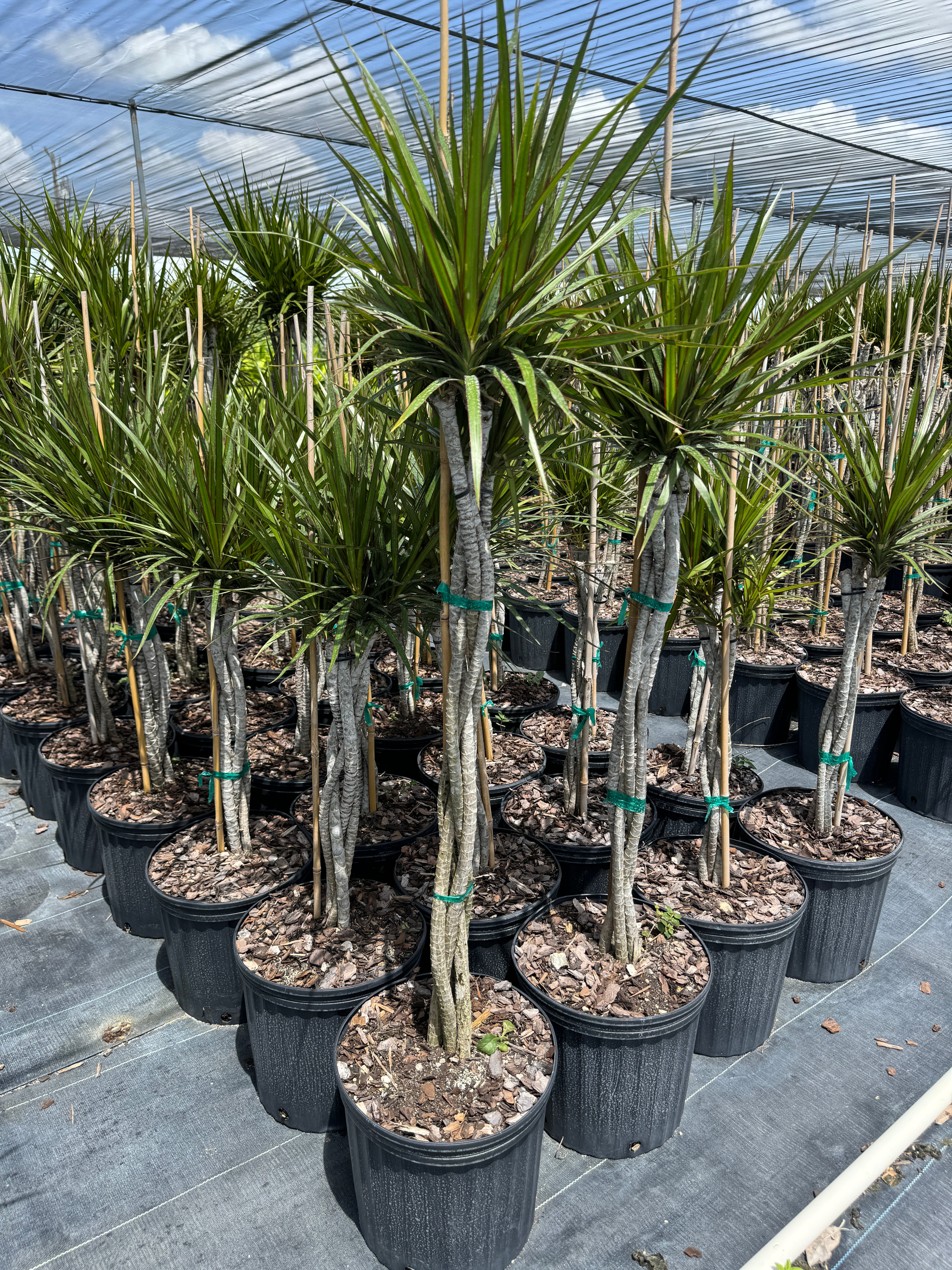 Dracaena Braided Trunk Green, Dragon Tree