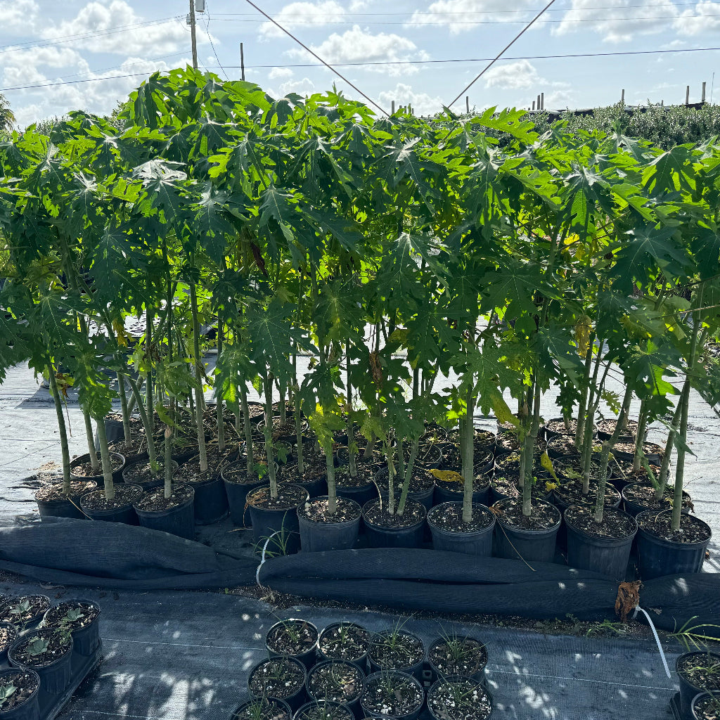 Young Papaya Dwarf TR Hovey, Carica Pawpaw Fruit tree&