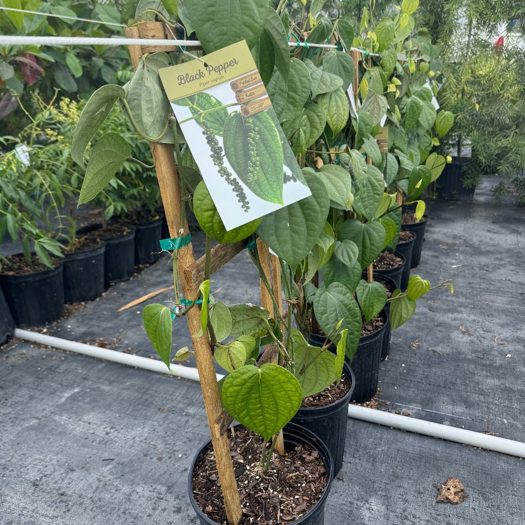 Young Black Pepper, Piper Nigrum plants lined up in black grower pots