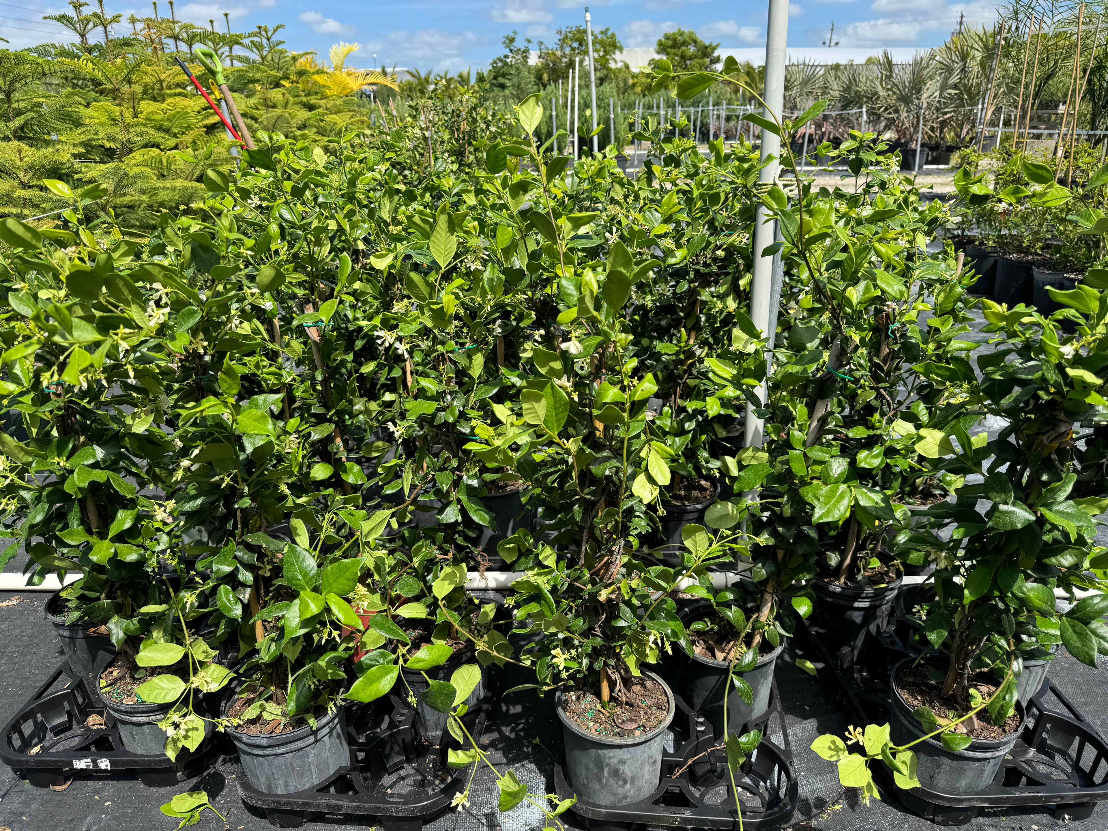 Jasmine Confederate, Vining Plant in Trellis outside