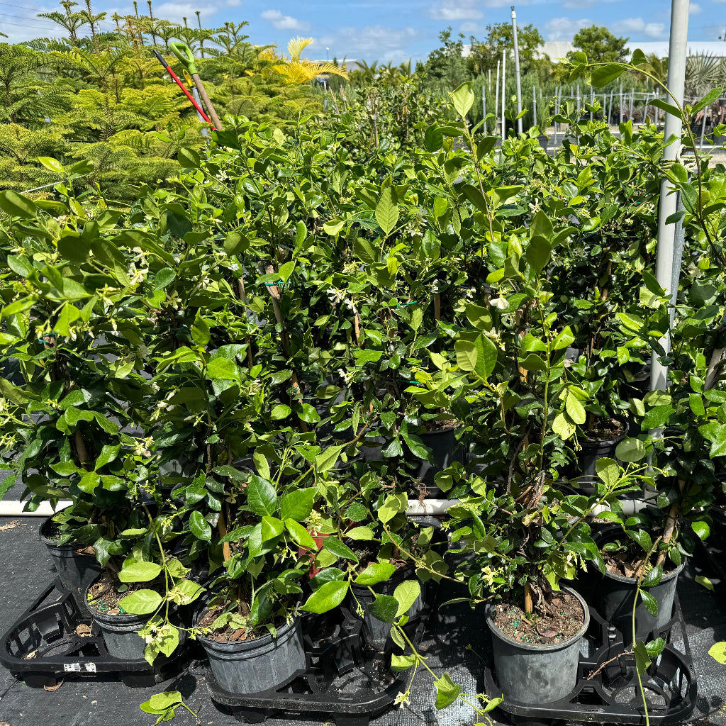 Jasmine Confederate, Vining Plant in Trellis outside