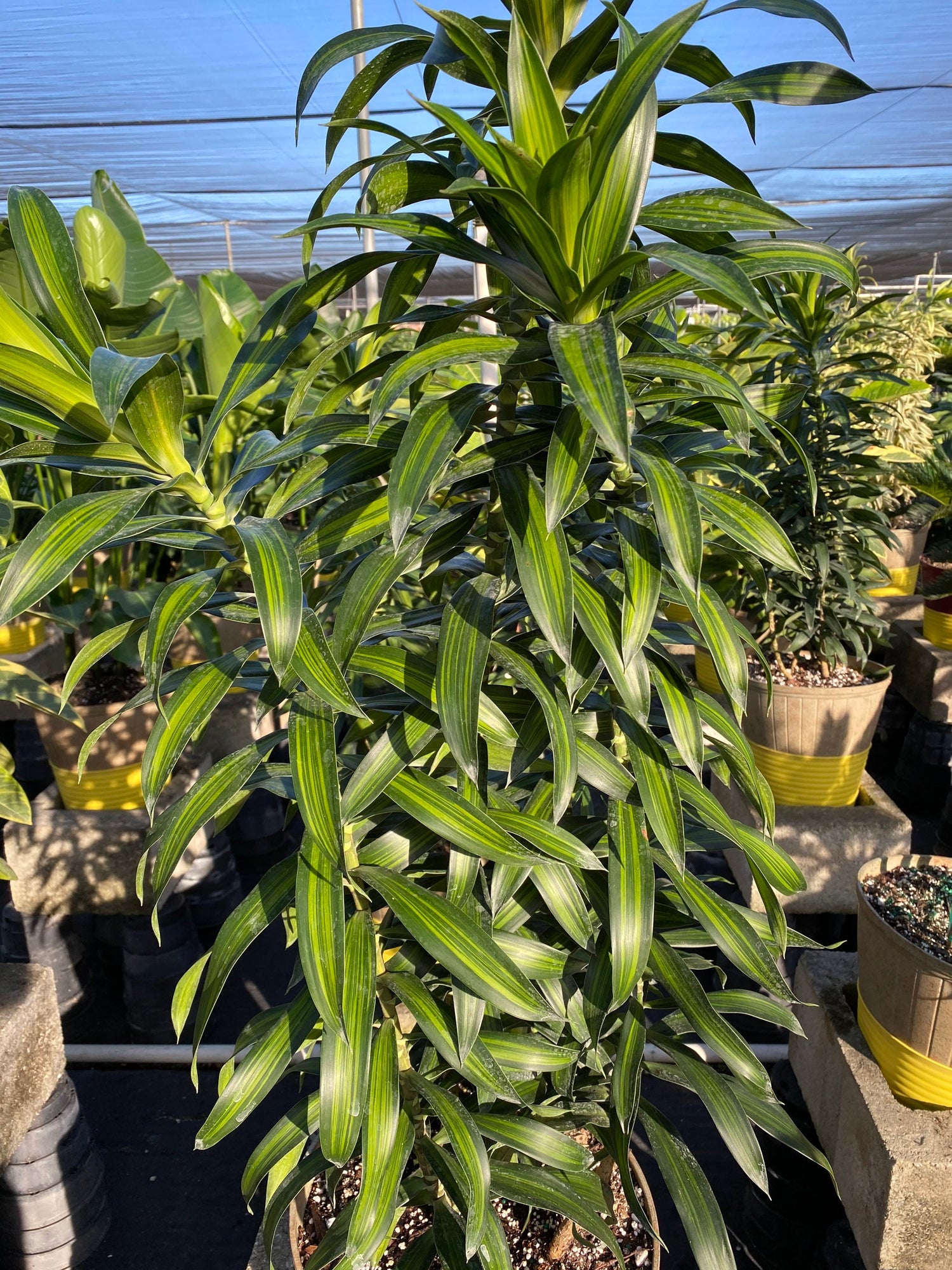 Dracaena Song of Jamaica, Dracaena Reflexa