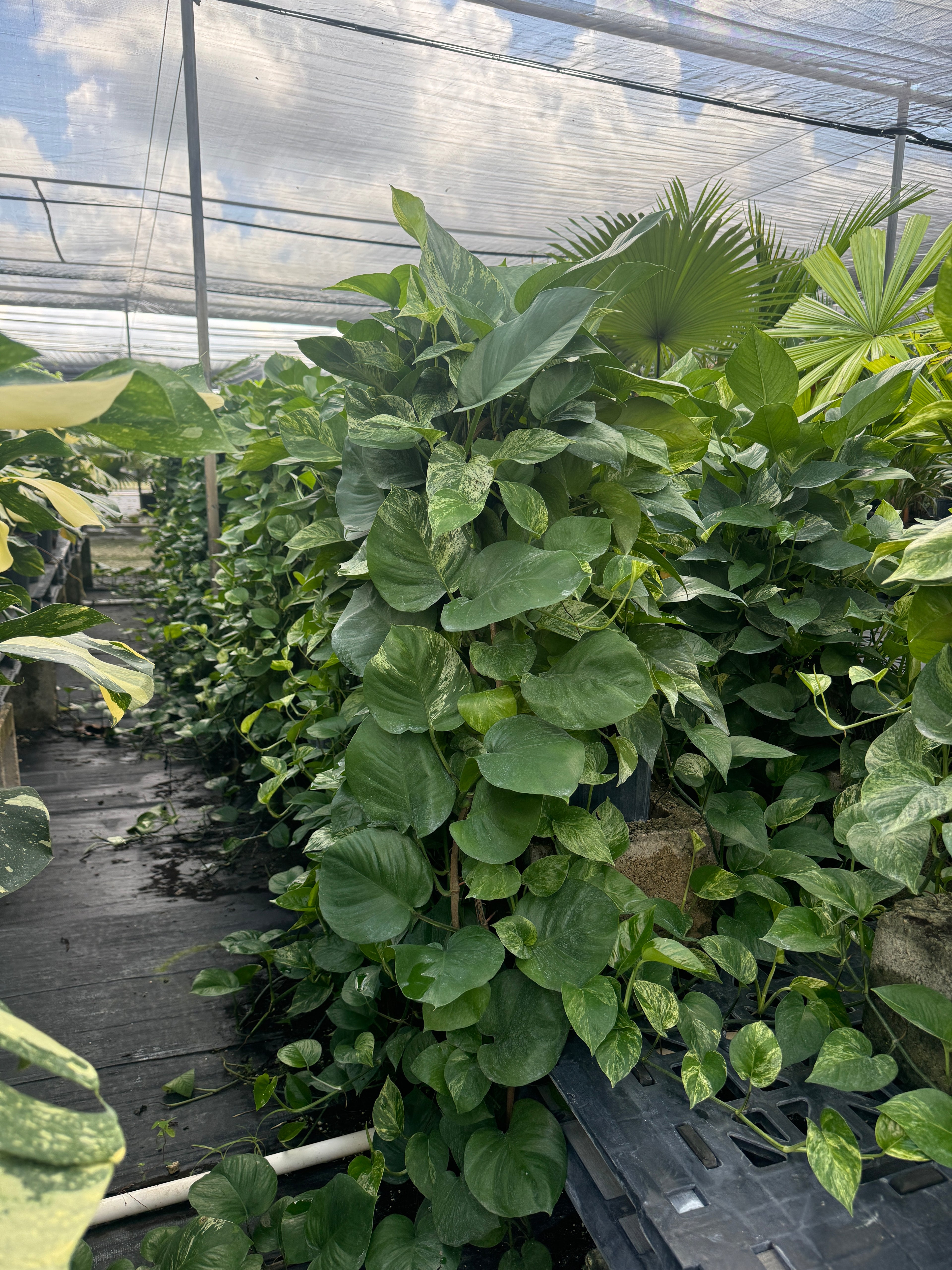 Jade Pothos in Trellis, Epipremnum Aureum Jade