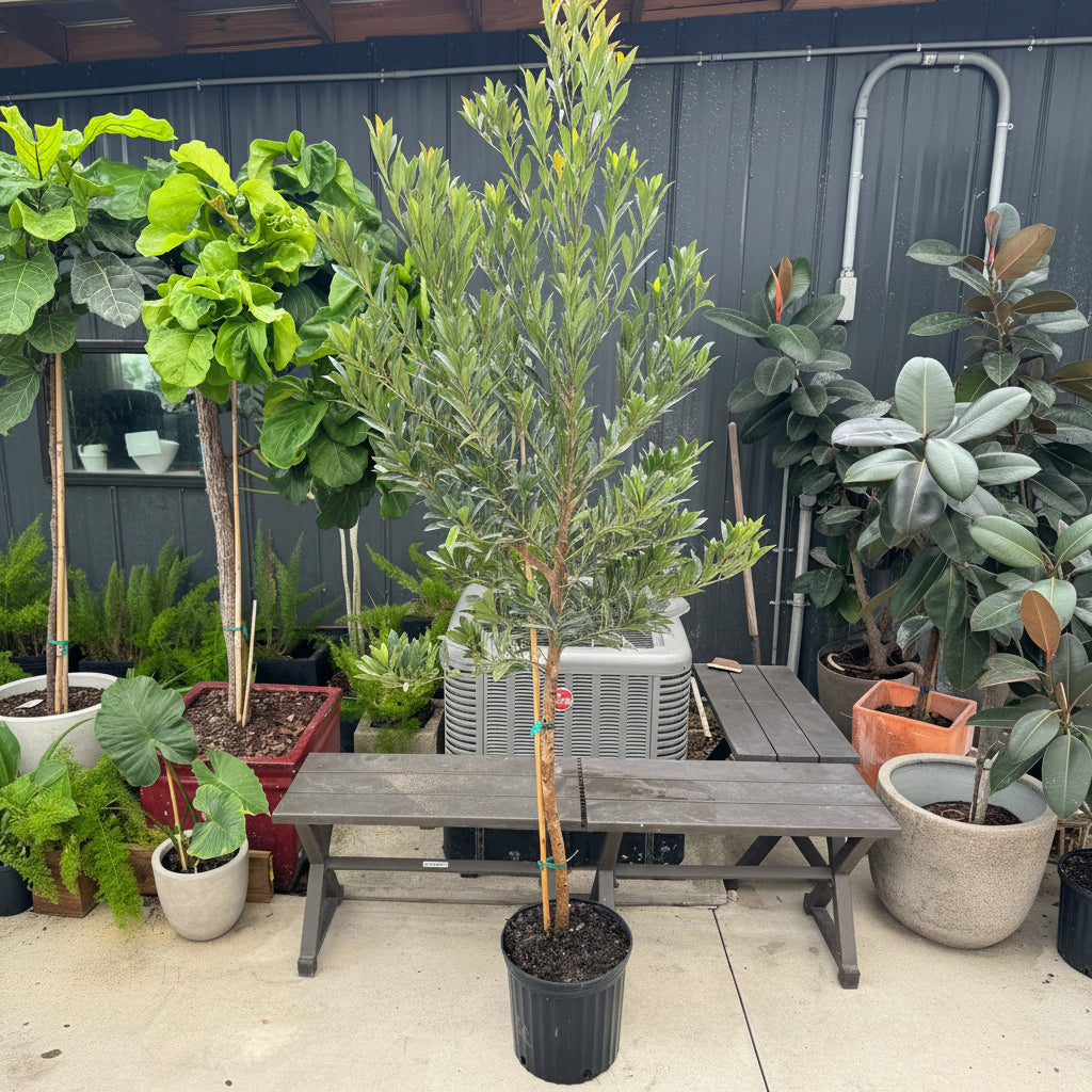 Japanese Blueberry Tree form in black grower pot