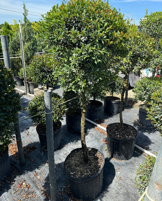 Topiary Eugenia 1-Ball Tree Form Nursery Pot 5gal.