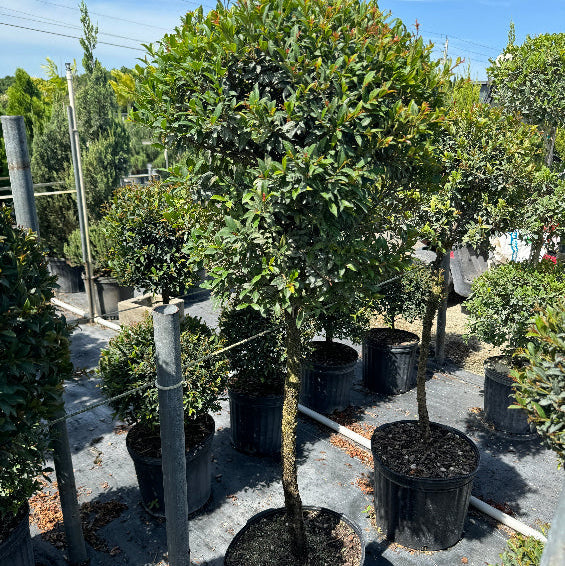 Topiary Eugenia 1-Ball Tree Form Nursery Pot 5gal.