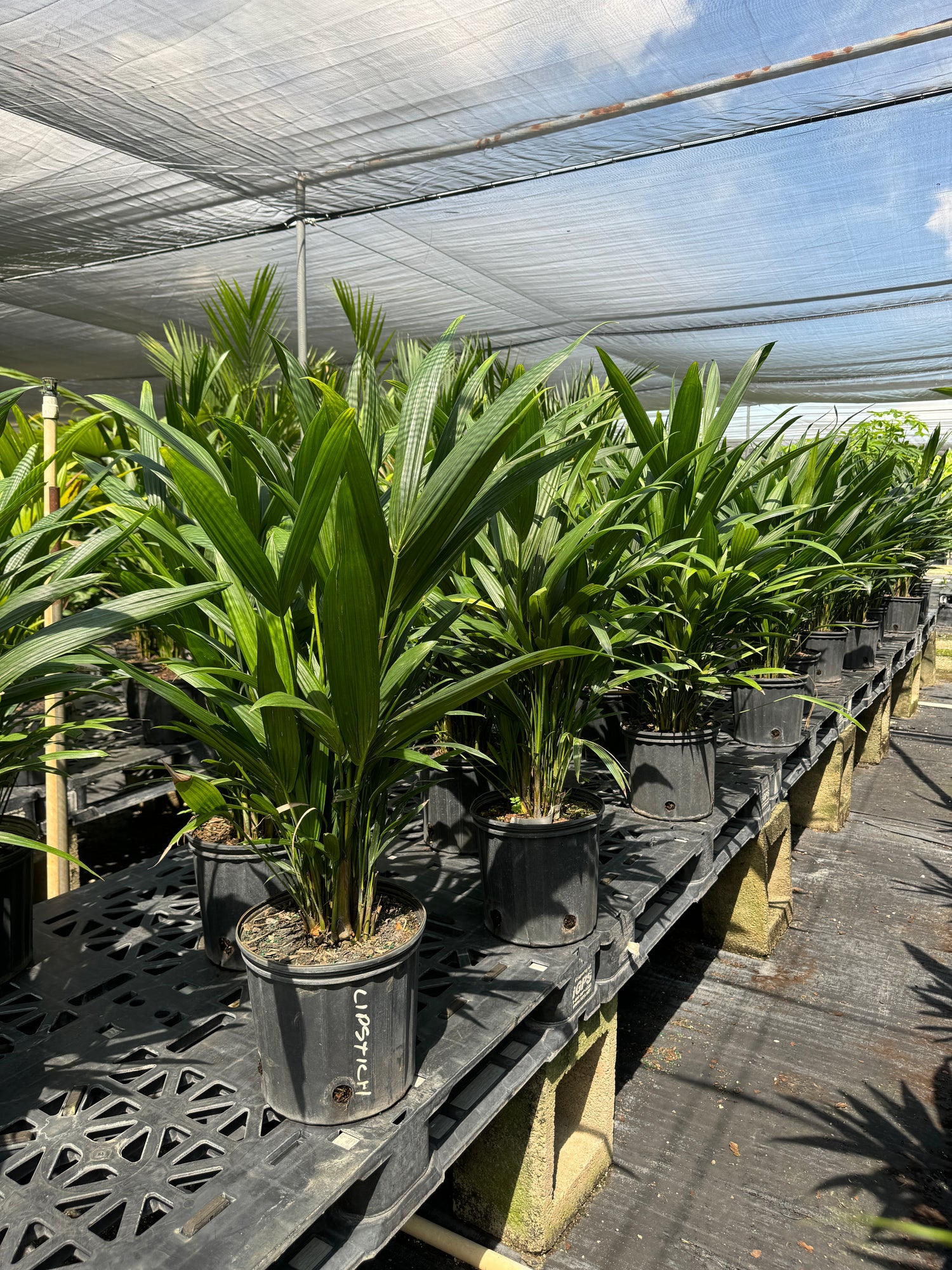 Lipstick Palm Red Sealing Wax Palm, Cyrtostachys Renda