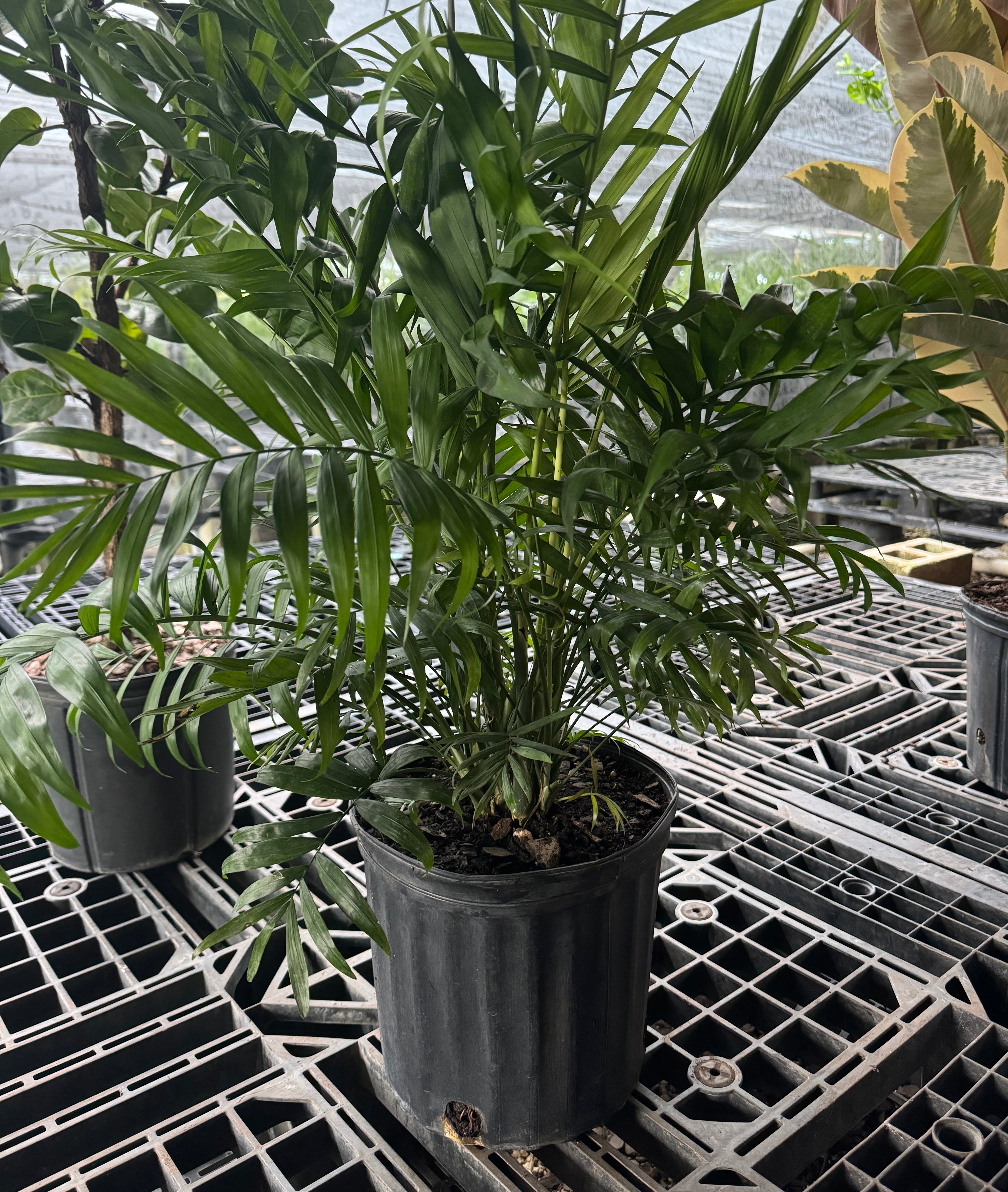 Palm Parlor Neanthe Bella Palm, Live Plant Indoor Air Purifier
