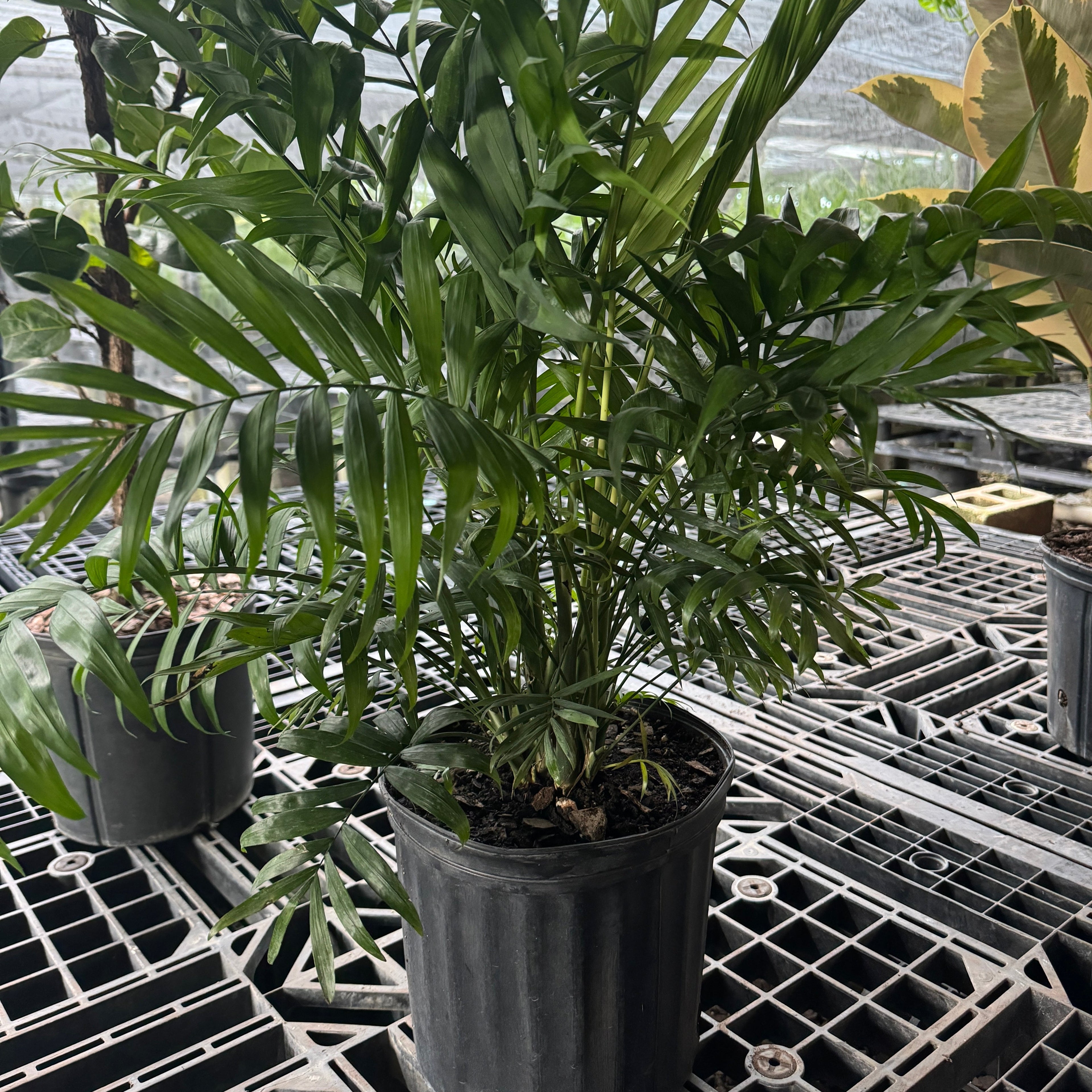 Palm Parlor Neanthe Bella Palm in a 2 gallon black grower pot sitting on a nursery bench with delicate, arching light green fronds, ideal for adding a touch of grace to houseplant collections or improving indoor air quality.
