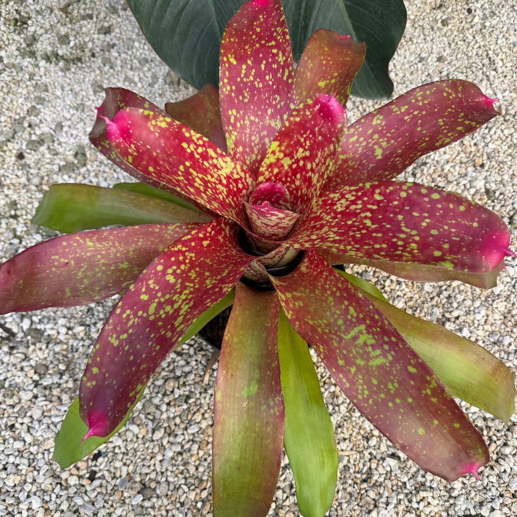 Bromeliad, Neoregelia Jenga close up