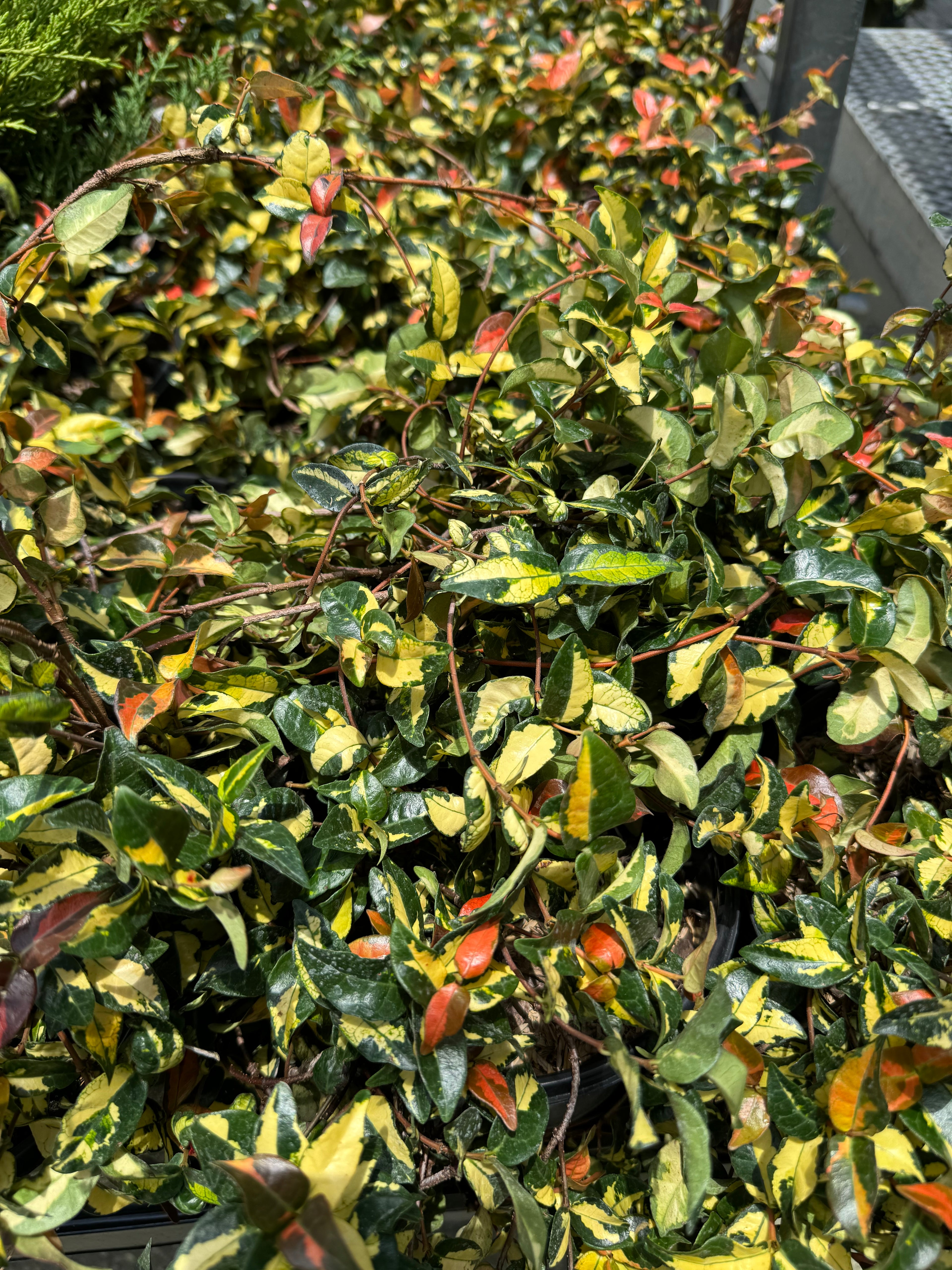 leaves of Jasmine Summer Sunset, Colorful Vining Plant