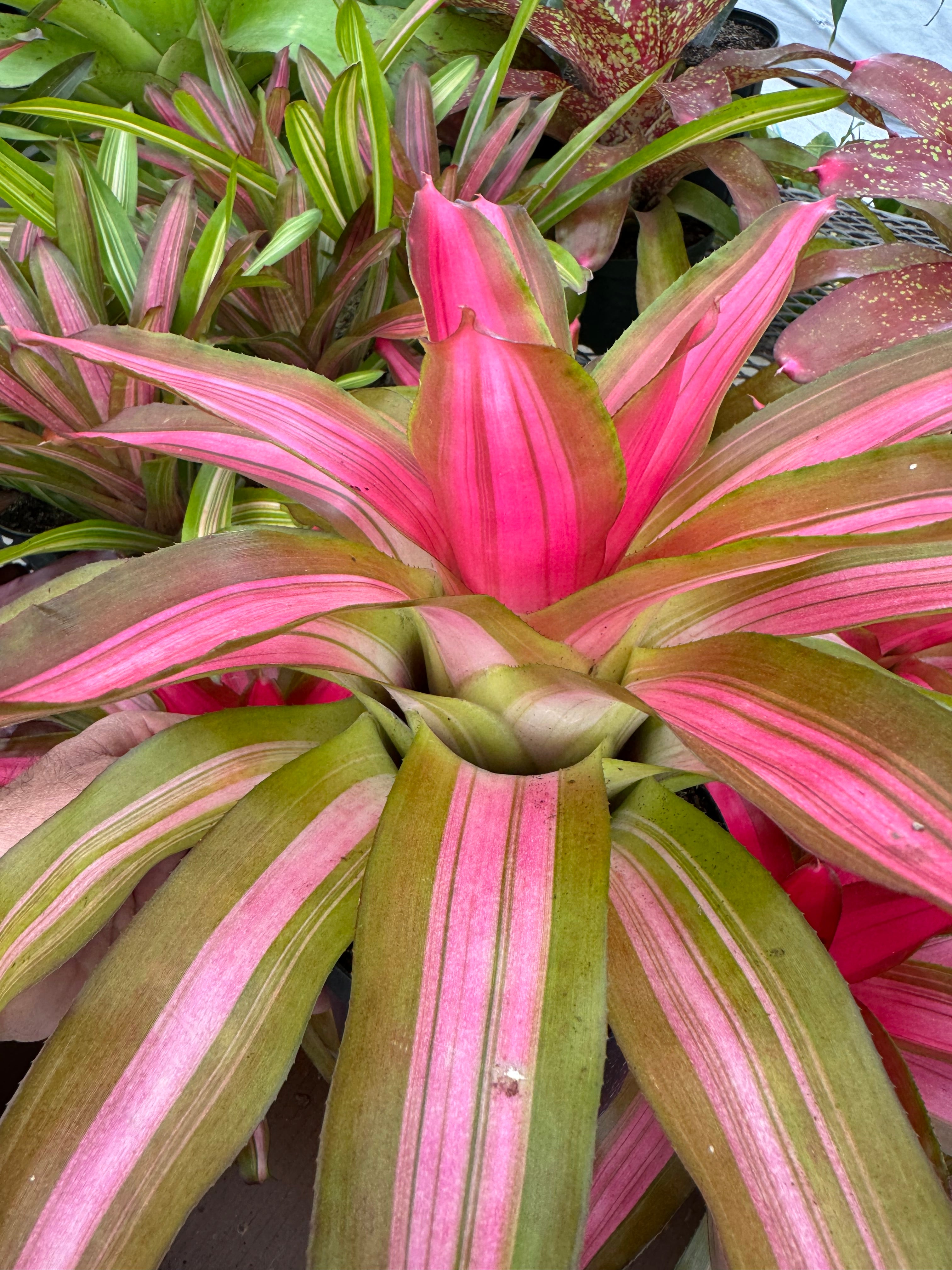 Bromeliad, Neoregelia Tricolor