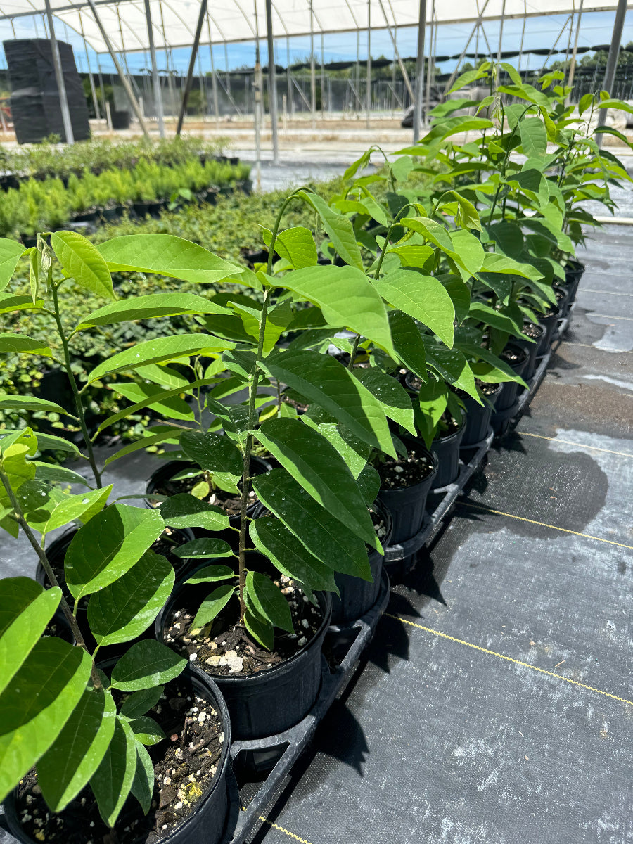 A group of young potted trees featuring bright green, prominently veined leaves, growing in black nursery pots arranged in neat rows