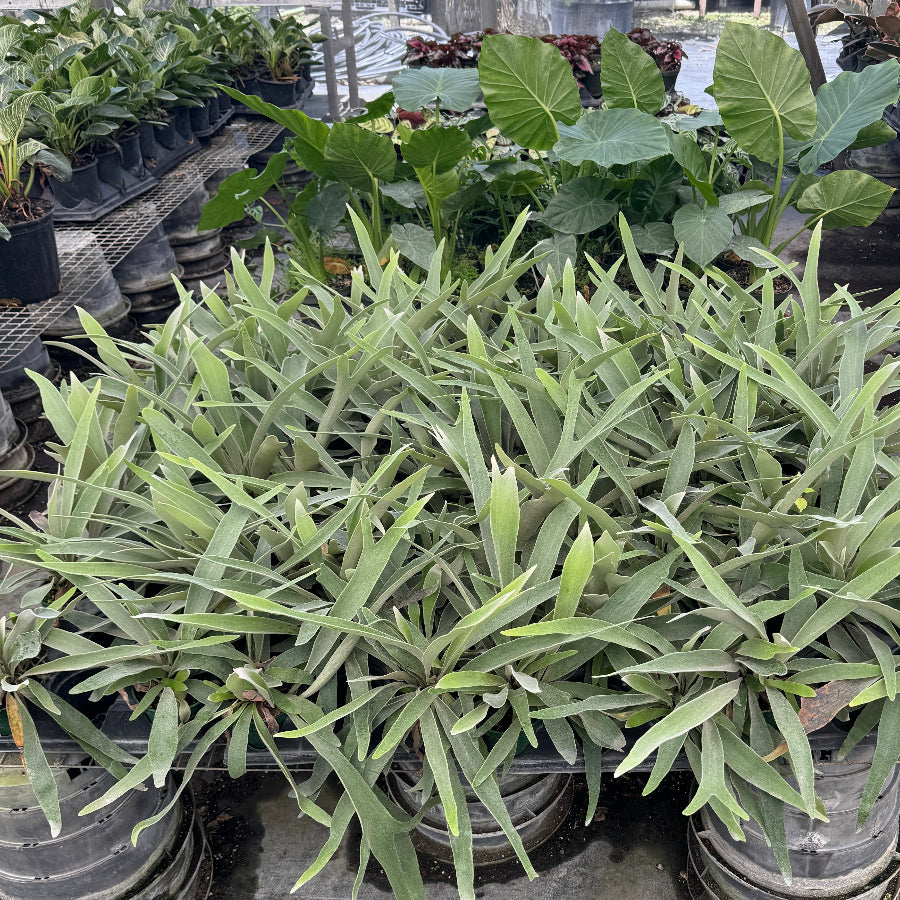 Stag horn fern silver in a greenhouse setting