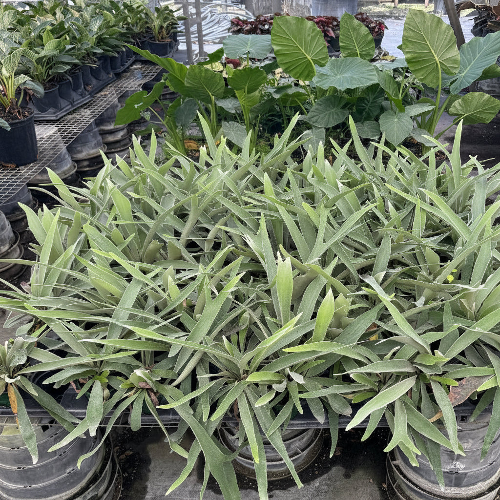 Stag horn fern silver in a greenhouse setting
