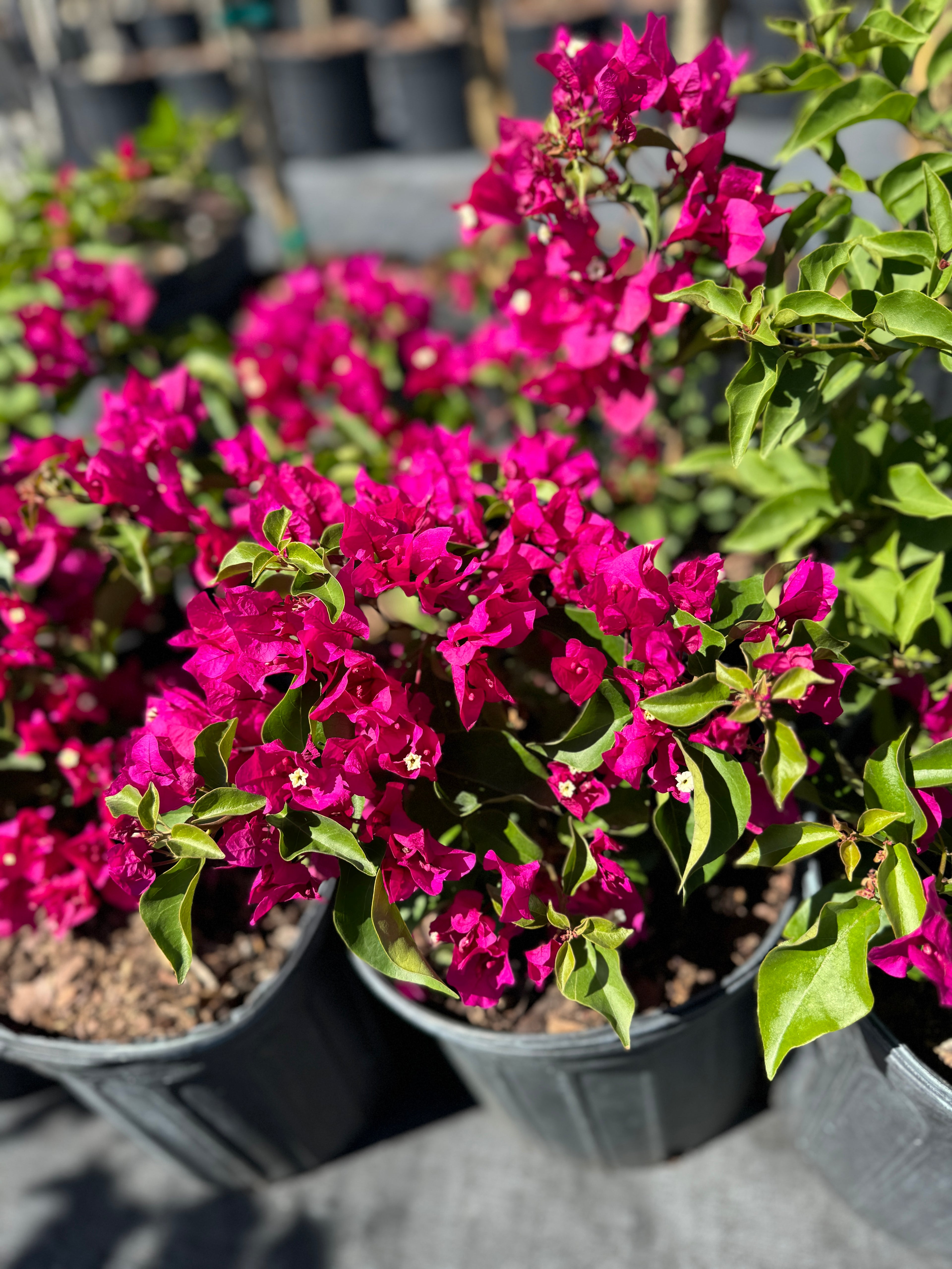 Bougainvillea Pink Flower Bush Form, Miami Pink Flowering Tree
