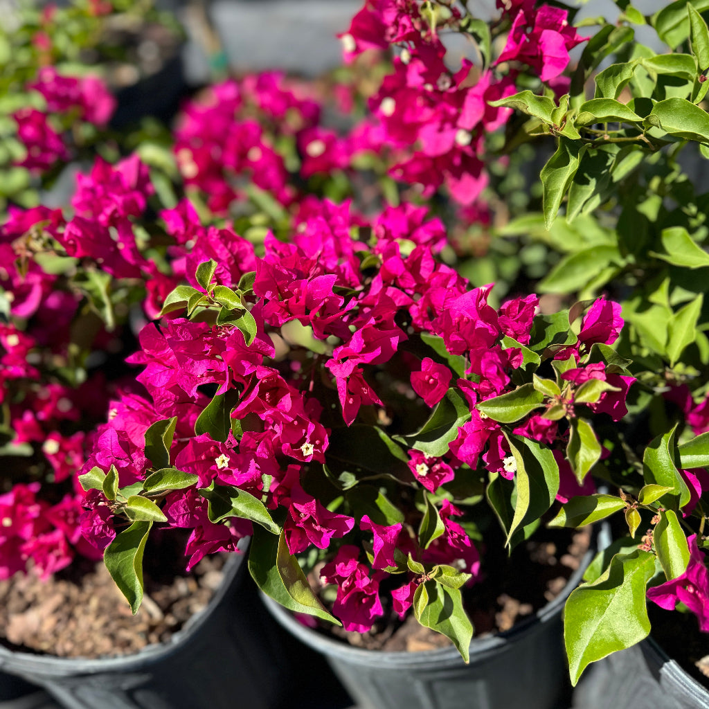 Close up of Bougainvillea Pink Flower Bush Form, Miami Pink Flowering Tree in 3 gallon nursery pot blooms with vibrant pink flowers tightly clustered along the branches, ideal for tropical garden color and decorative landscapes.