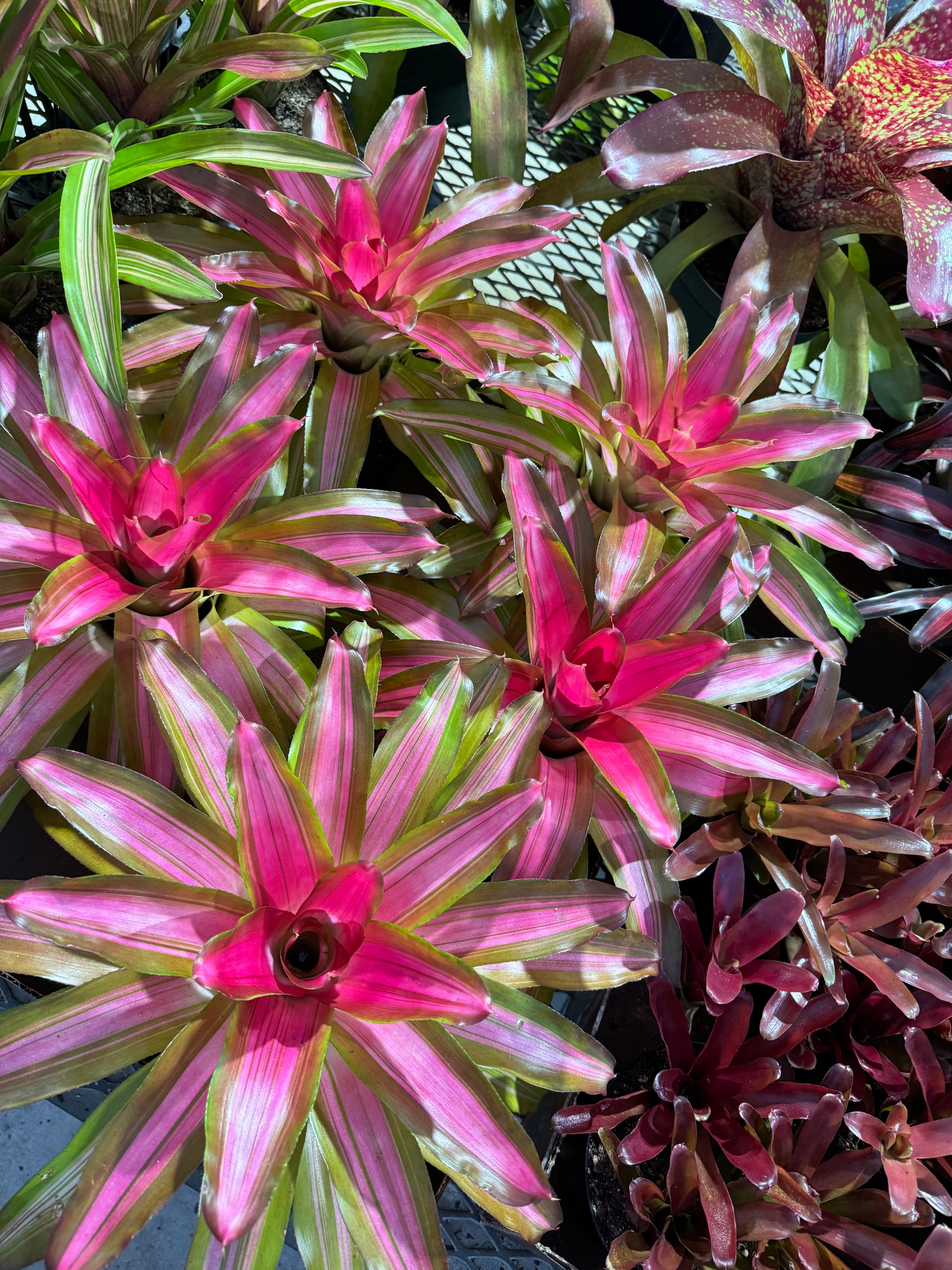 Bromeliad, Neoregelia Tricolor