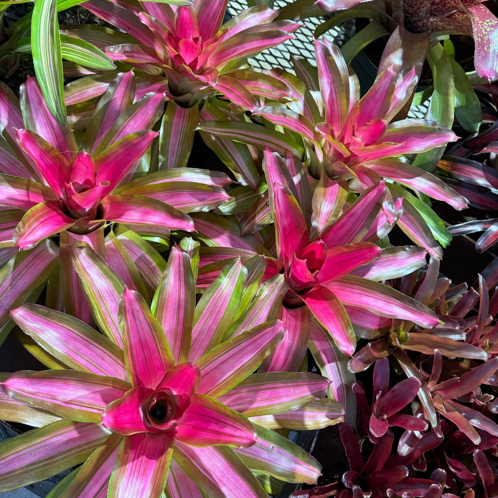 Bromeliad, Neoregelia Tricolor close up of it