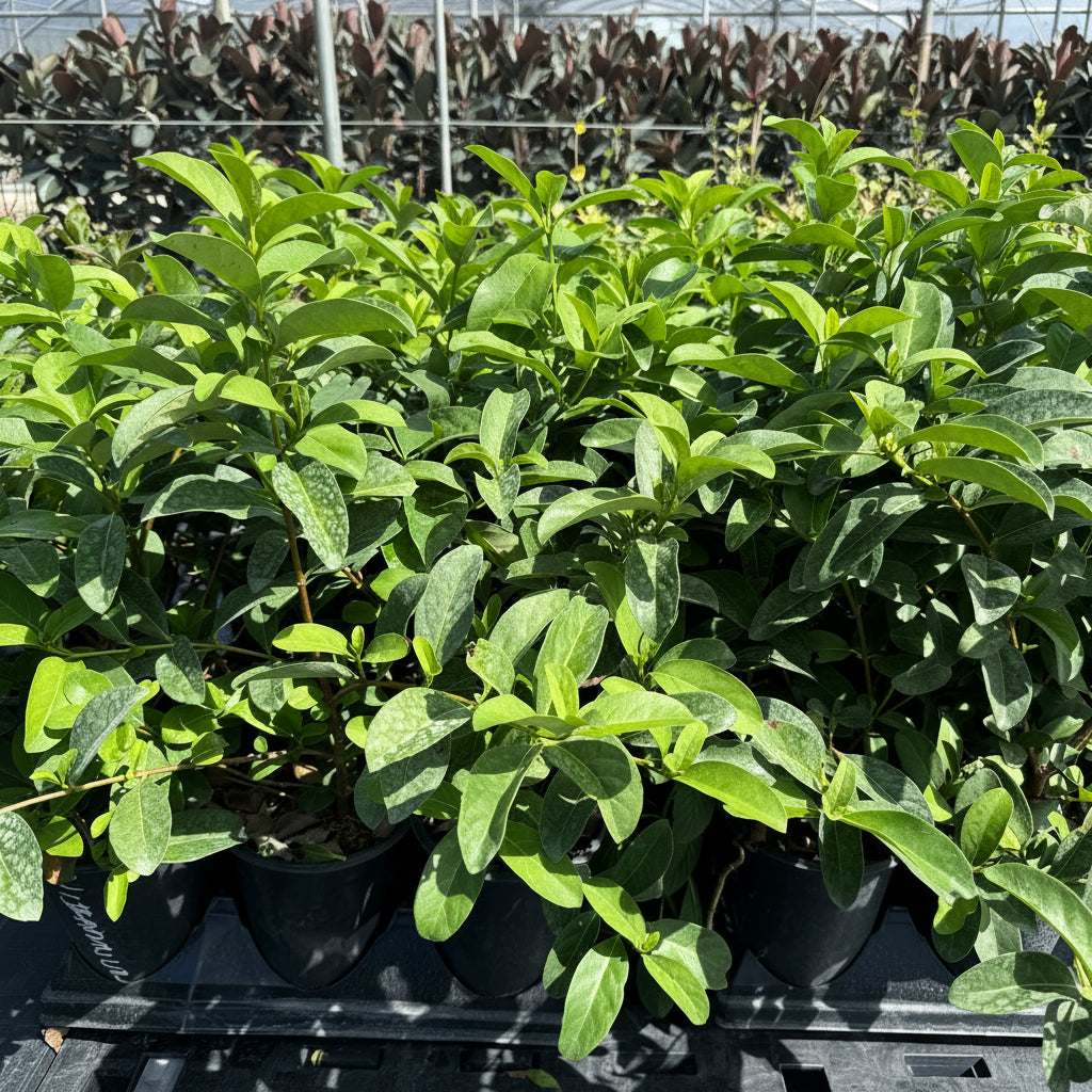 Viburnum Sweet Viburnum Odoratissimum, Flowering Shrub in 6in pot in trays