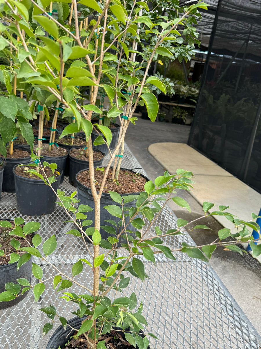 A young potted tree sapling featuring a thin, light-brown trunk with green leaves branching outwards.