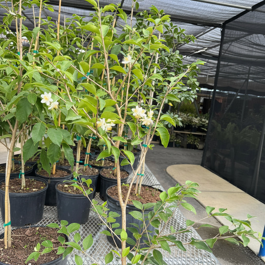 Red Stopper Flowering Tree, Eugenia Rhombea A young potted tree sapling featuring a thin, light-brown trunk with green leaves branching outwards.