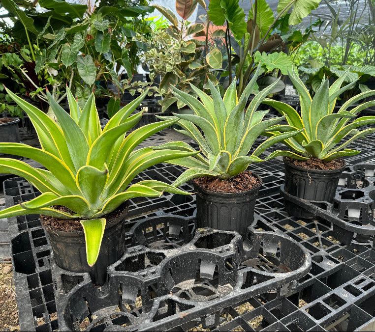 Agave Desmettiana Lurida Planted in 1gal Nursery Pot