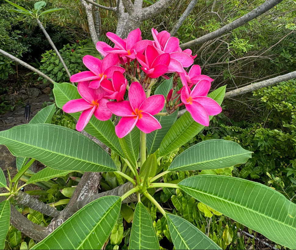 Close up of Plumeria Rubra Pink Orchid Flowering Tree blooms with soft pink tropical flowers and rich yellow centers, ideal for colorful ornamental garden landscapes.