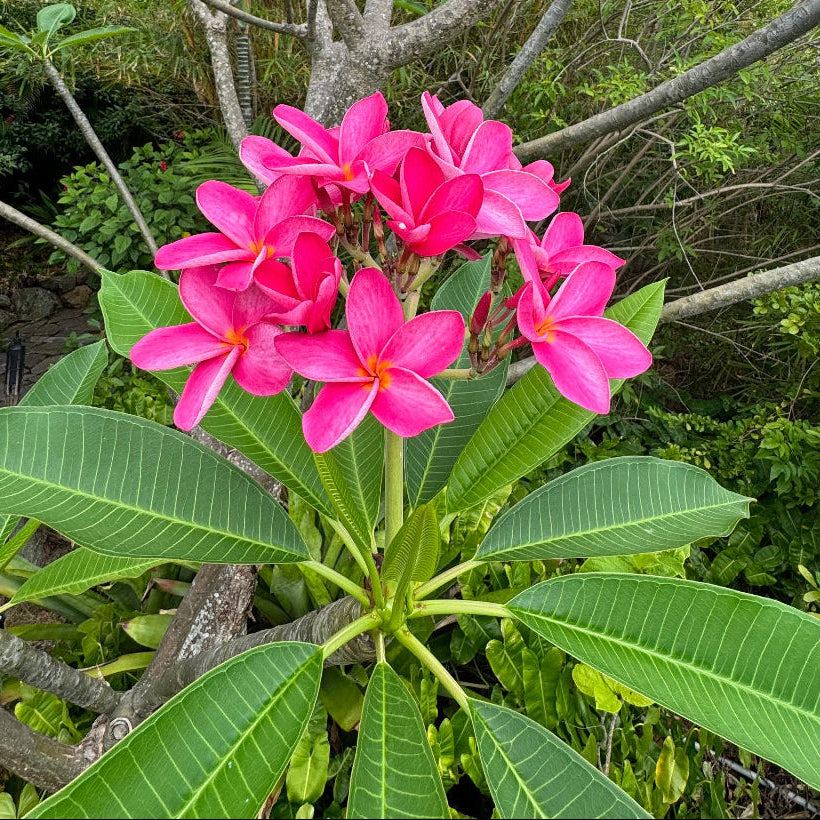 Close up of Plumeria Rubra Pink Orchid Flowering Tree blooms with soft pink tropical flowers and rich yellow centers, ideal for colorful ornamental garden landscapes.