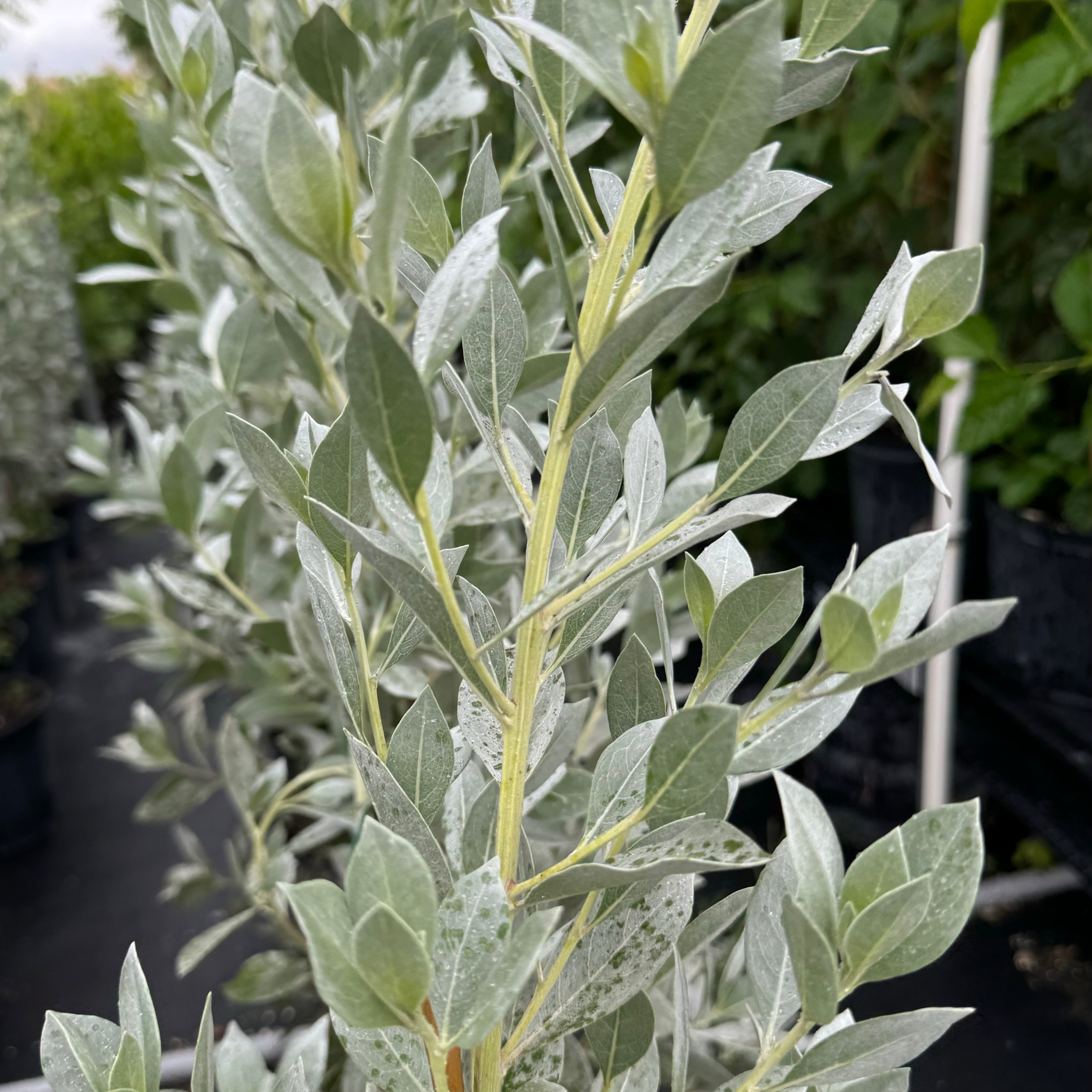 Close up view Silver Buttonwood Tree Form, Florida Landscape Potted Silver Buttonwood trees arranged in rows, with a silver-succulent appearance, intended for landscaping.