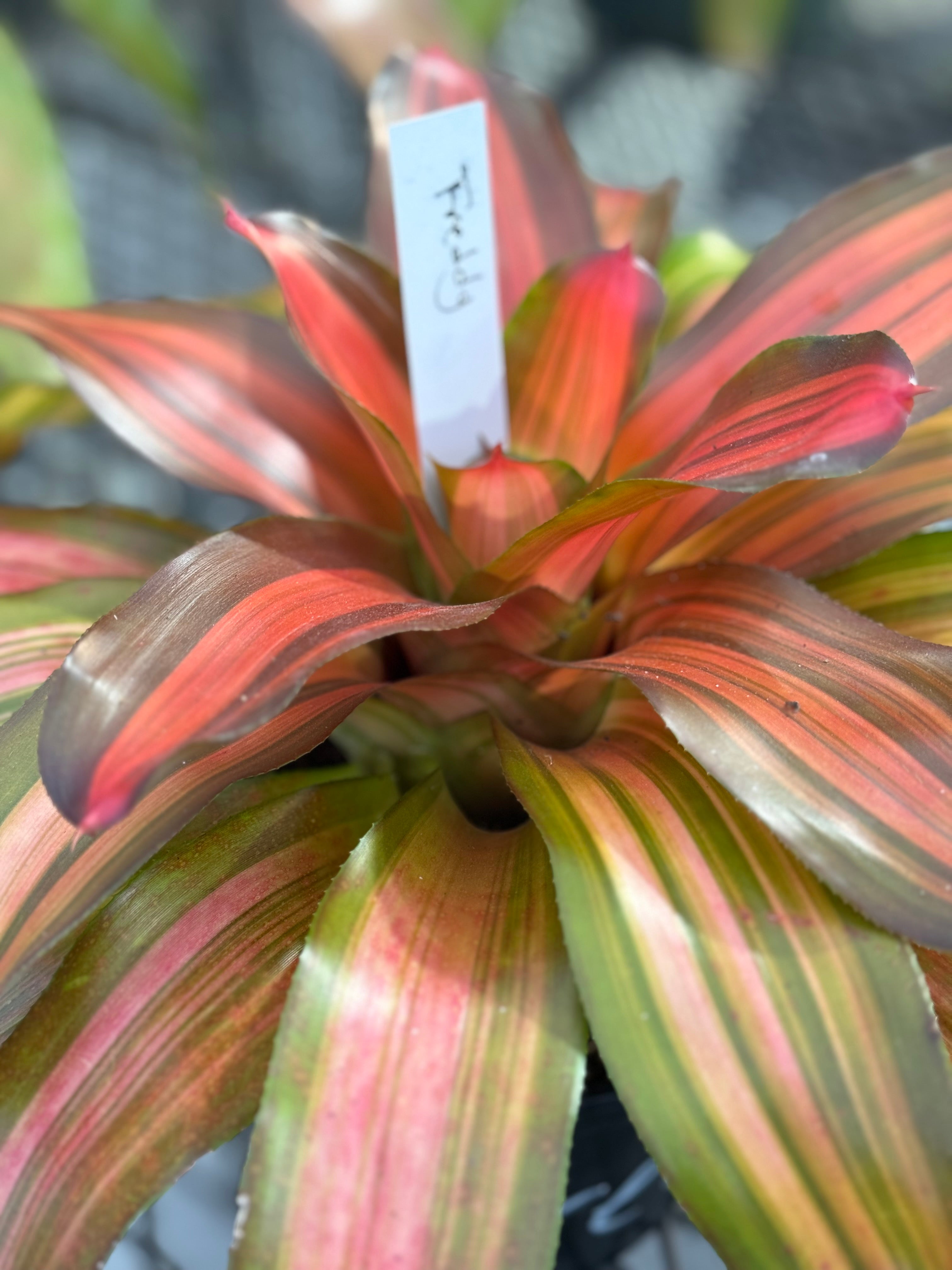 Bromeliad, Neoregelia Freddy