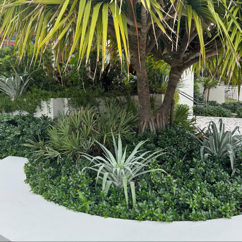 A massive Alcantarea odorata bromeliad showcasing its giant silver rosette, growing in a modern white planter surrounded by lush green landscaping.