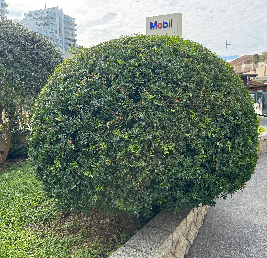 Large Mature Topiary Eugenia Cosmic Egg Shape Planted in Garden