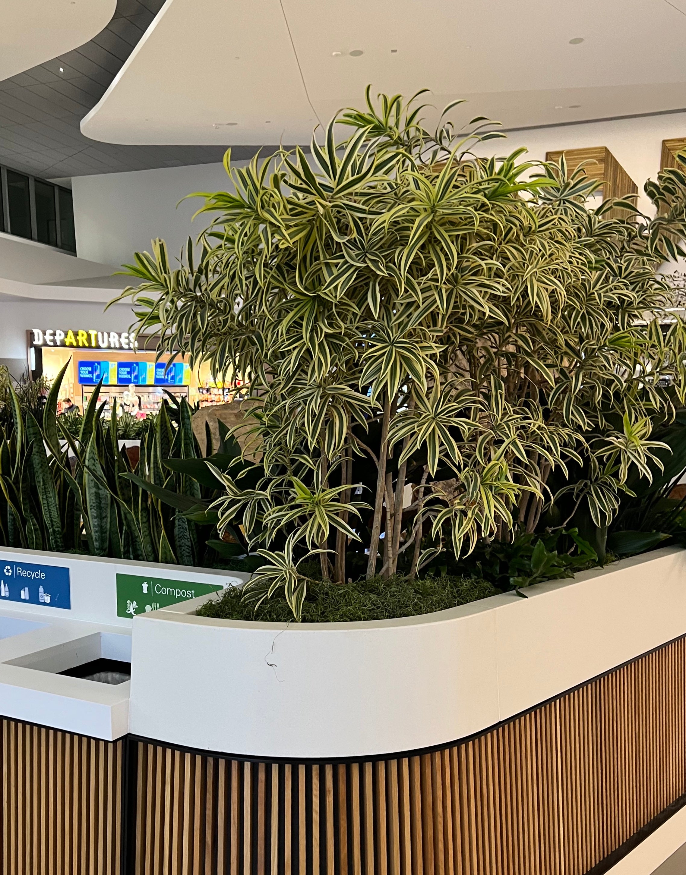 indoor song of india plant Dracaena Reflexa Dragon Tree - Song of India