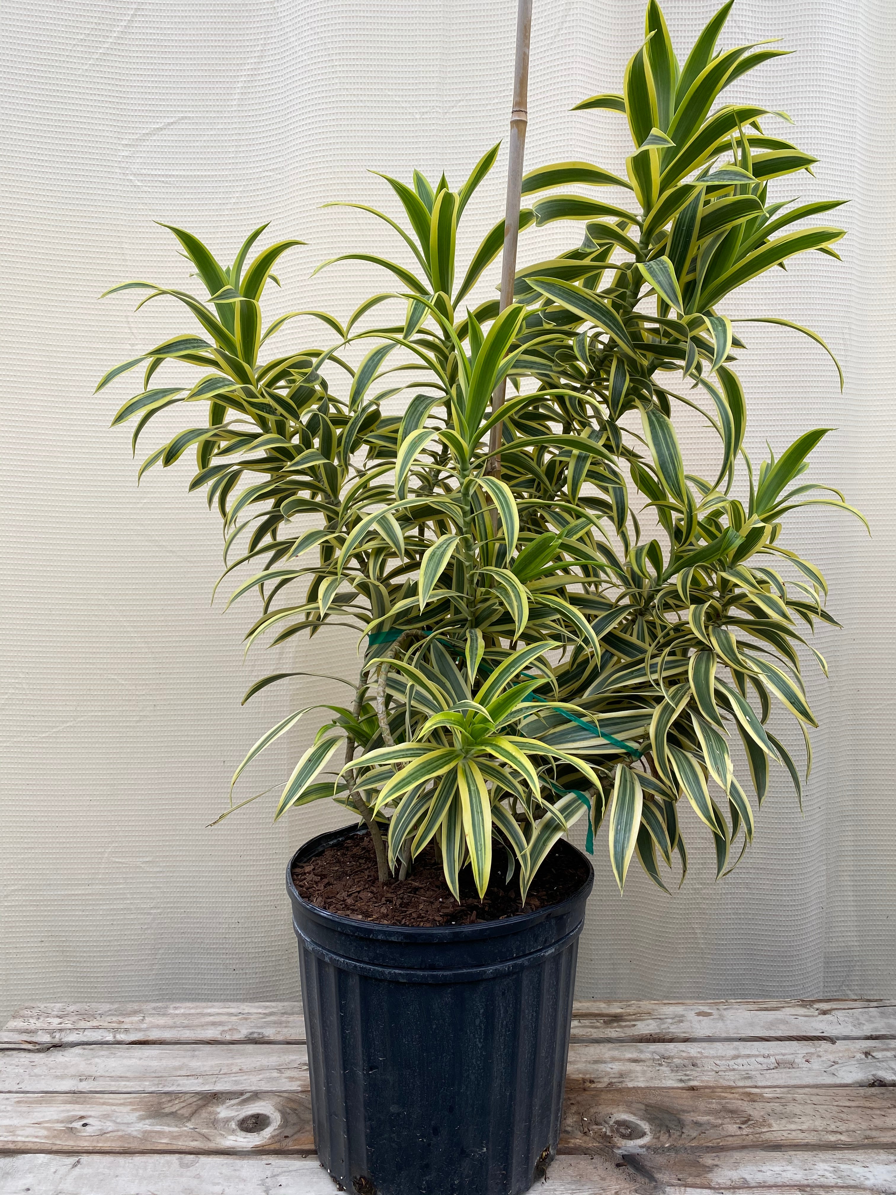 Song of India, Dracaena Reflexa Dragon Tree
