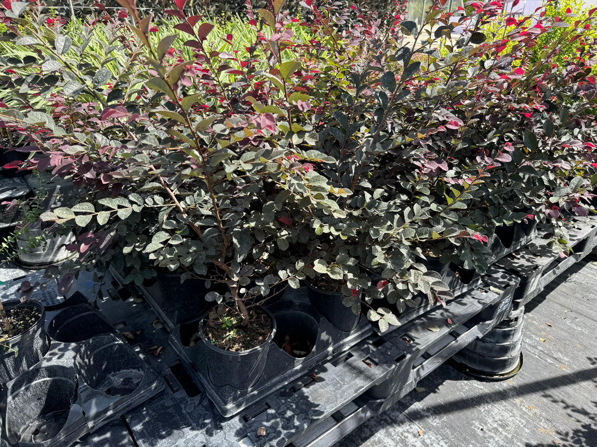 A large group of leafy shrubs with green and reddish-purple foliage, growing in black nursery pots.