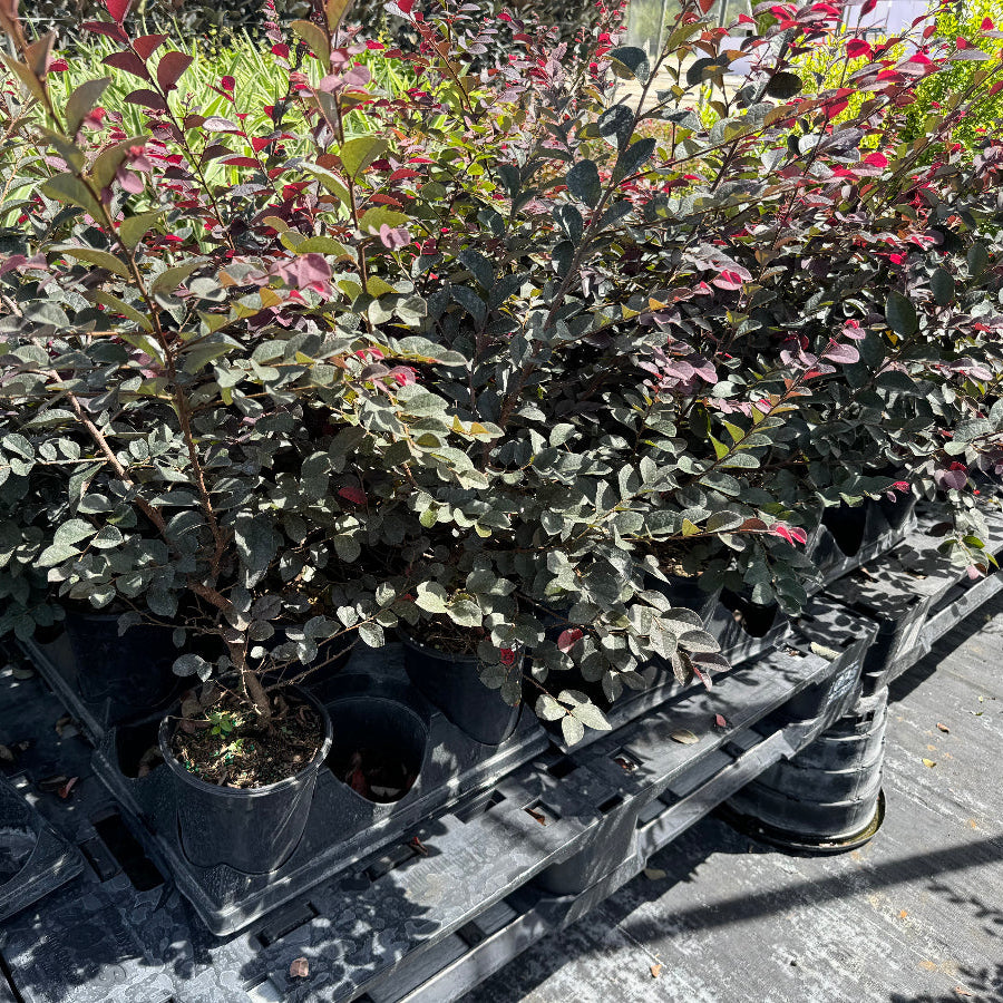 A large group of leafy shrubs with green and reddish-purple foliage, growing in black nursery pots.