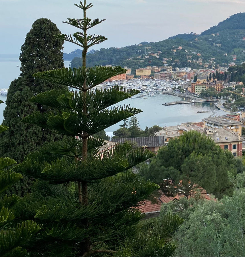 Norfolk Island pine plant mature tree planted in the side of a hill