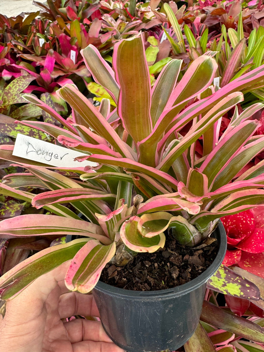 Bromeliad Neoregelia Donger plant with identification tag.
