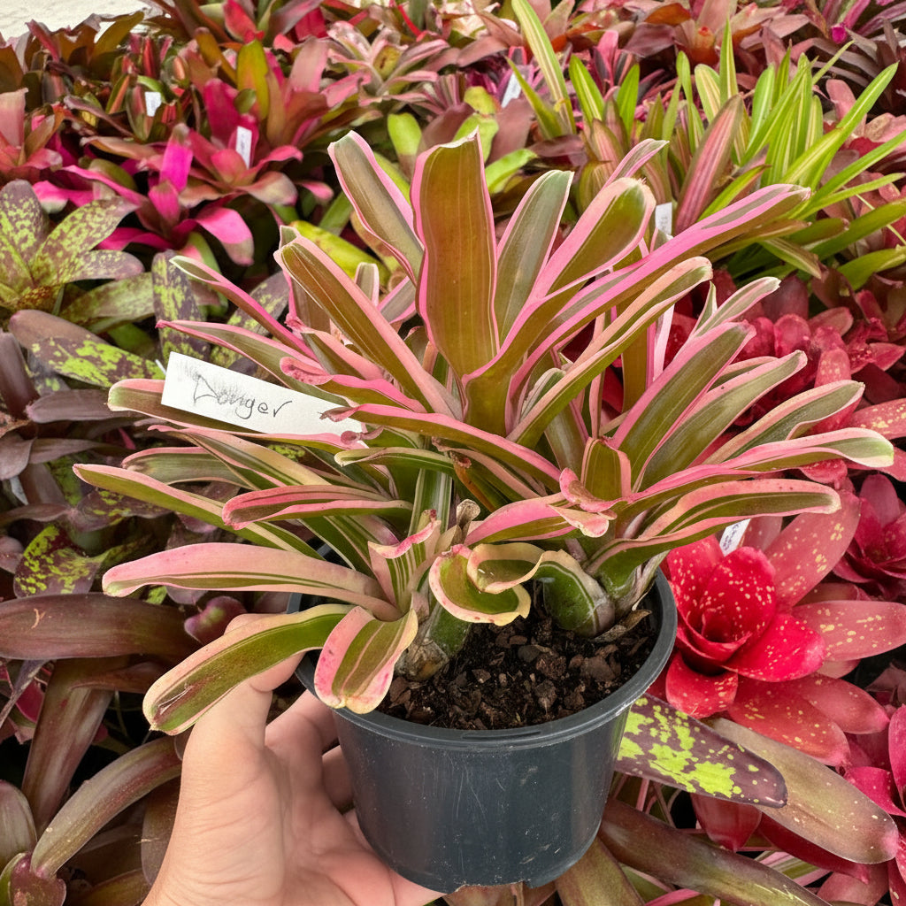 Bromeliad Neoregelia Donger plant with identification tag.