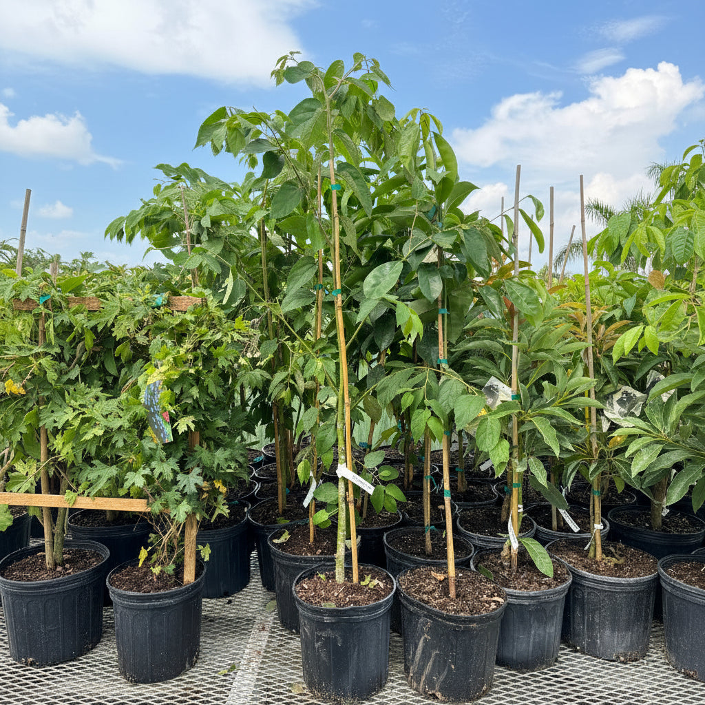 Rows of young potted Strawberry trees with lush green leaves, supported by bamboo stakes and growing in black nursery pots