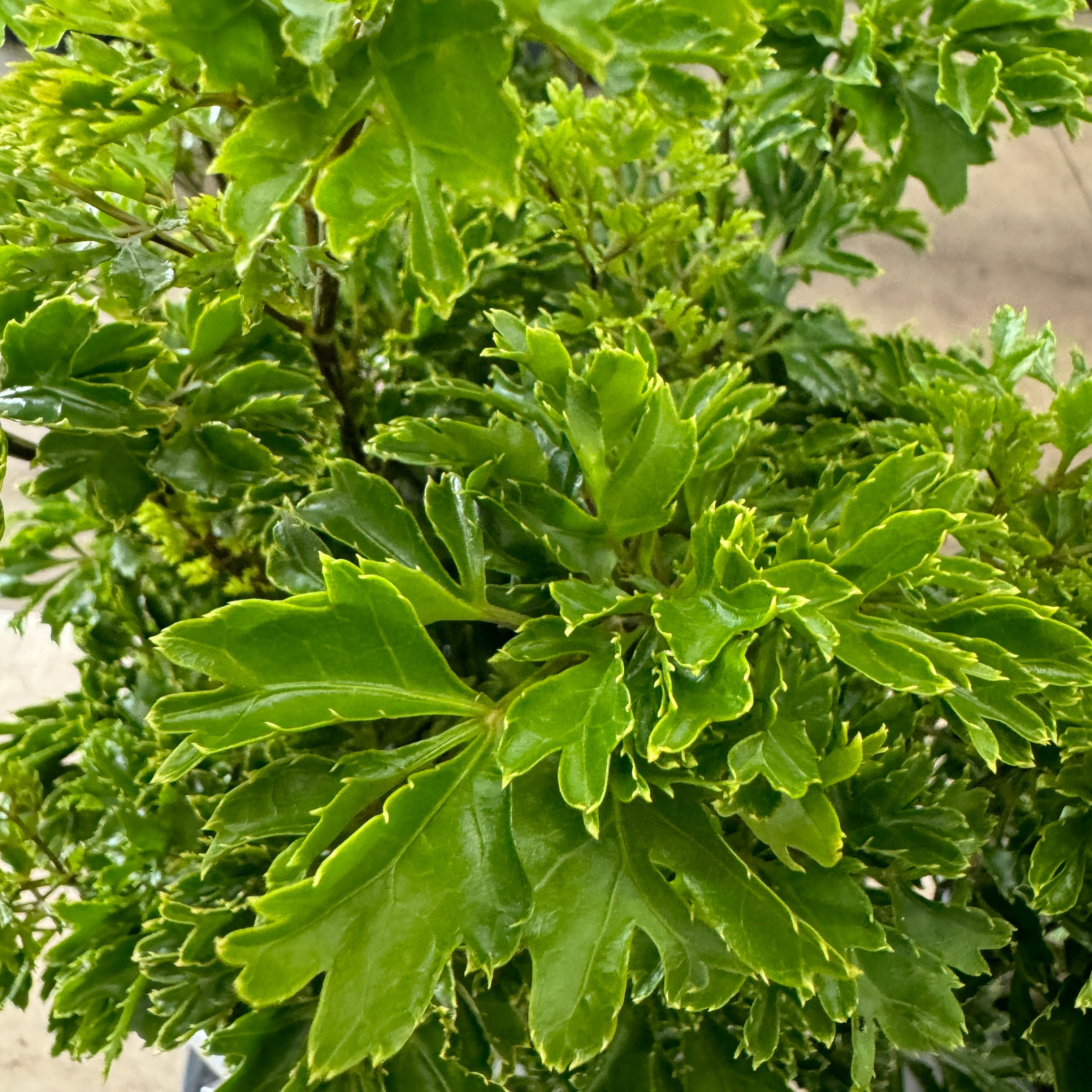 Aralia Hawaiian Ming, Polyscias Fruticosa (Ming Aralia) close up