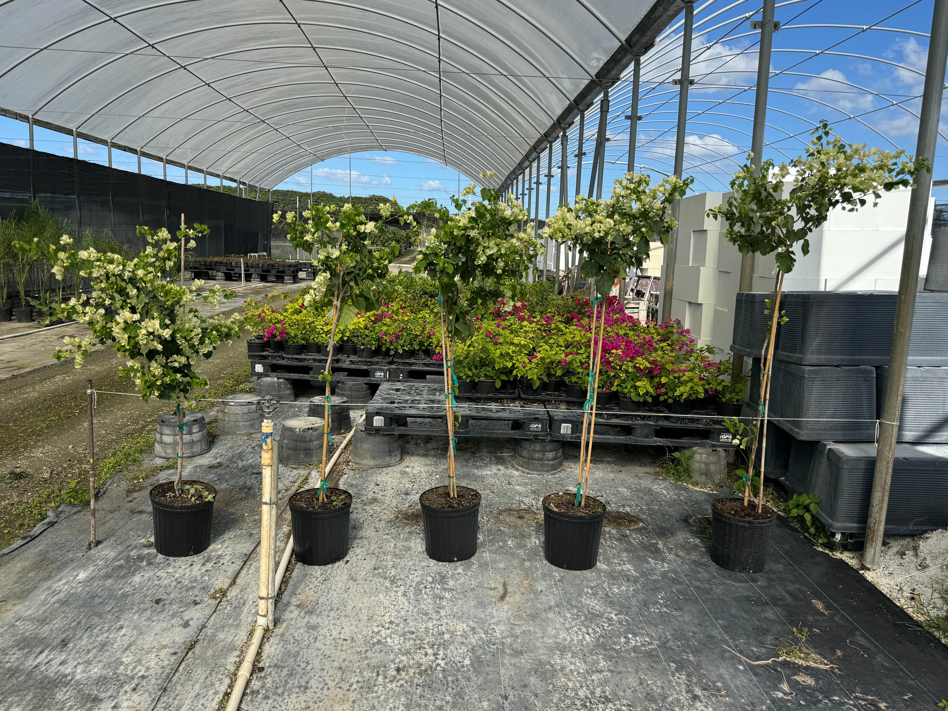 Bougainvillea White Flower Tree Form, Single Trunk Flowering Tree